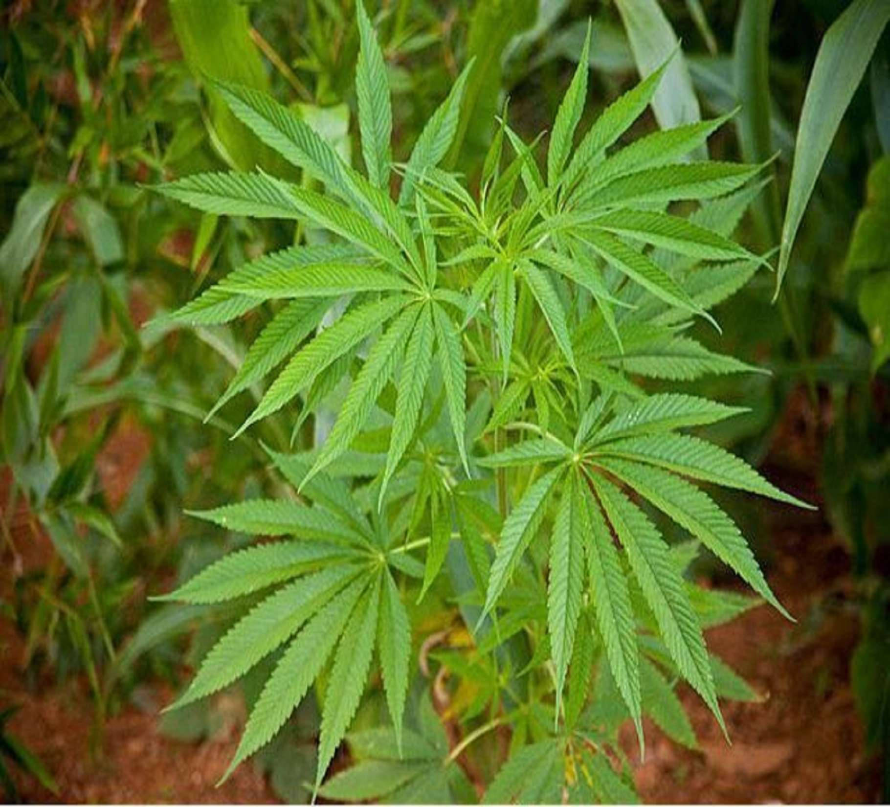 大麻 桌布 壁紙 — 充滿活力的綠色大麻植物，帶有鋸齒狀葉子，在自然戶外環境中高高聳立。