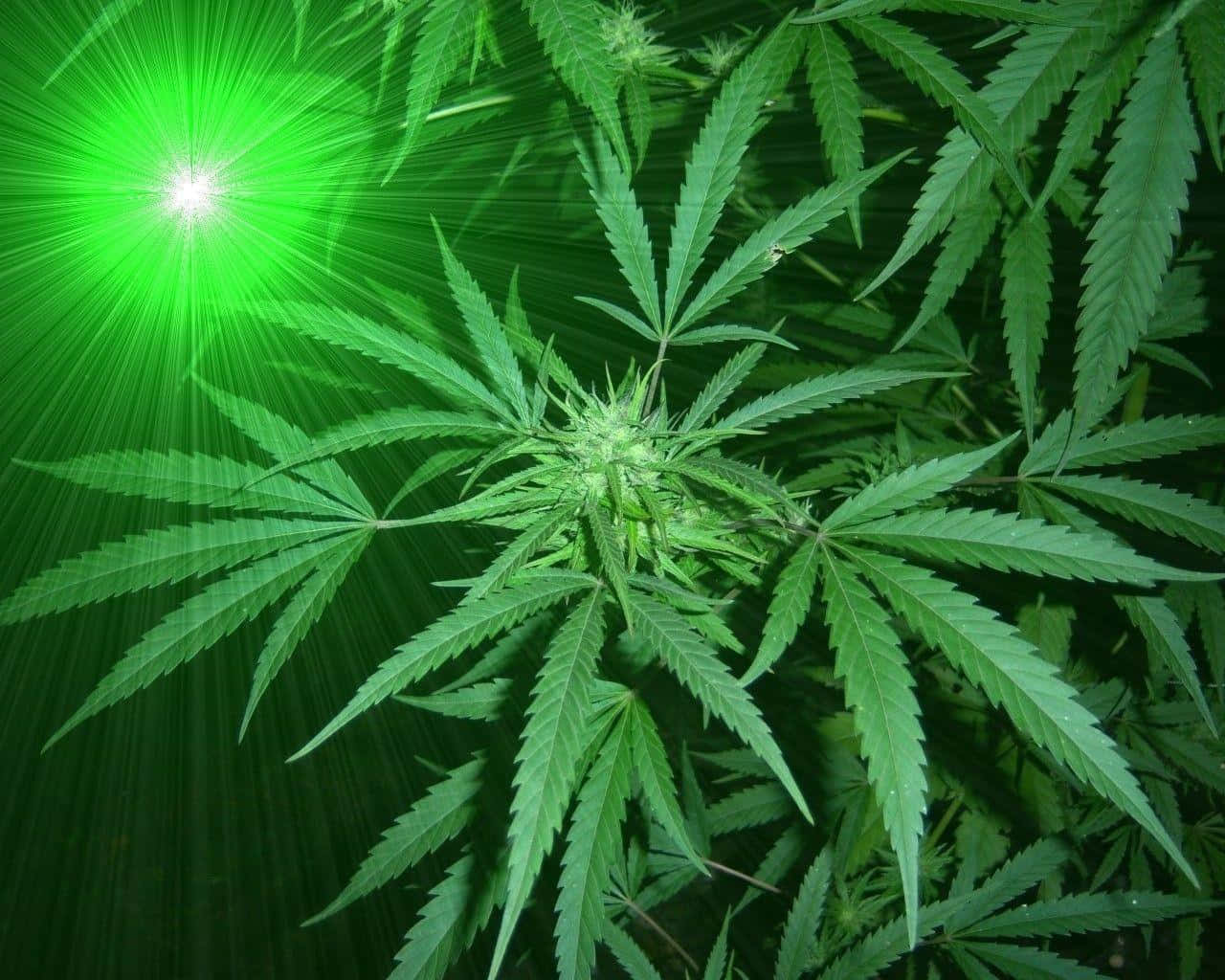 大麻 桌布 壁紙 — 充滿活力的綠色大麻植物，帶有鋸齒狀葉片，在黑暗背景下被耀眼的綠色光芒照亮。