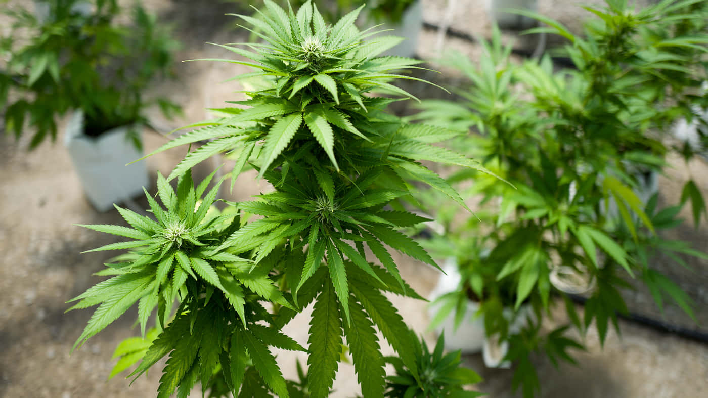  壁紙 — 充滿活力的綠色大麻植物，帶有鋸齒狀葉子，在人工栽培的室內花園環境中茁壯成長。