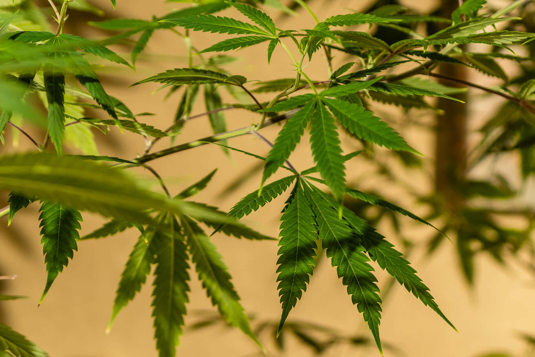  壁紙 — 充滿活力的綠色大麻葉，帶有鋸齒狀邊緣和複雜的葉脈圖案，在柔和自然光下照亮。