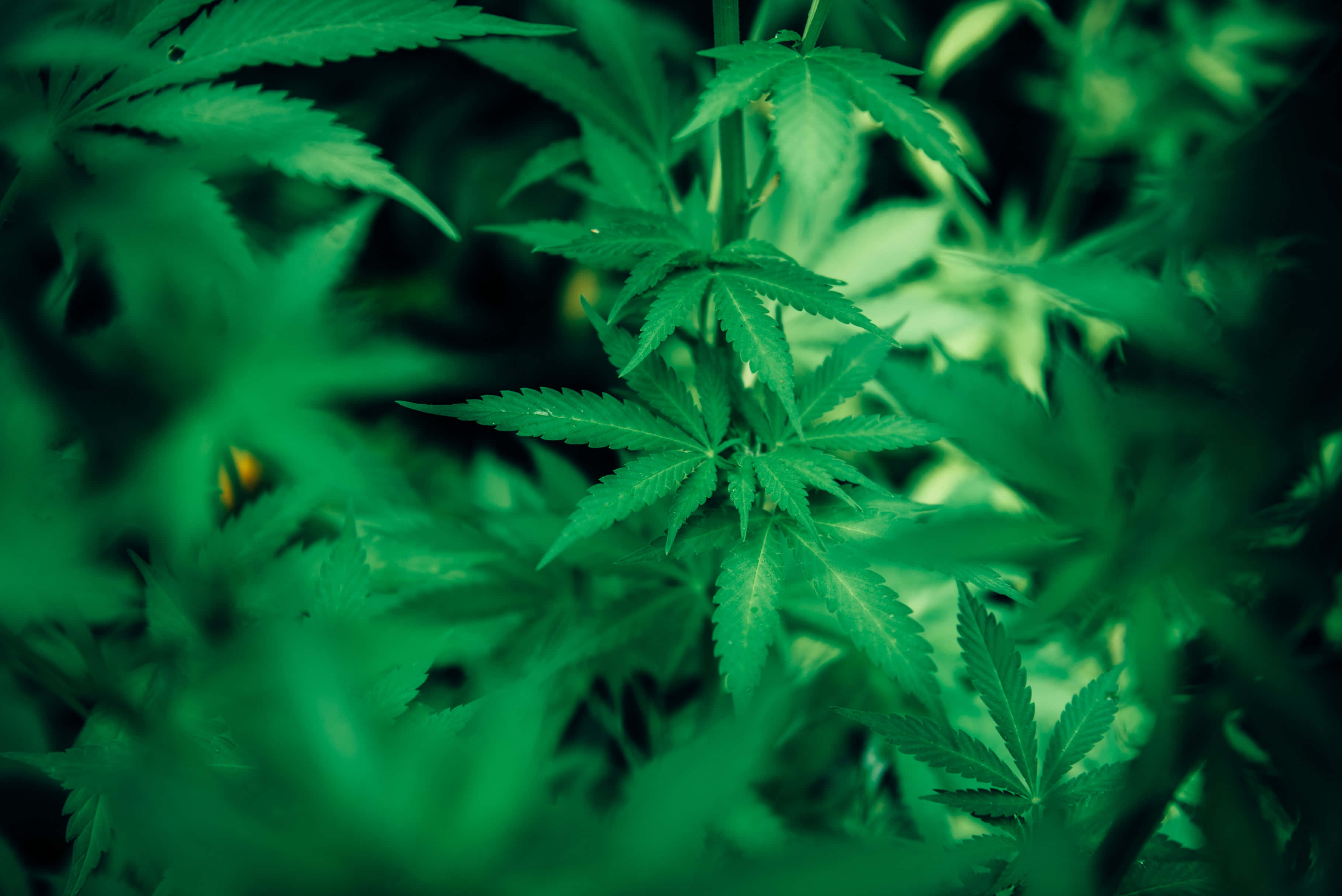 大麻 桌布 壁紙 — 充滿活力的綠色大麻葉，邊緣呈鋸齒狀，在模糊的自然背景下柔和發光。