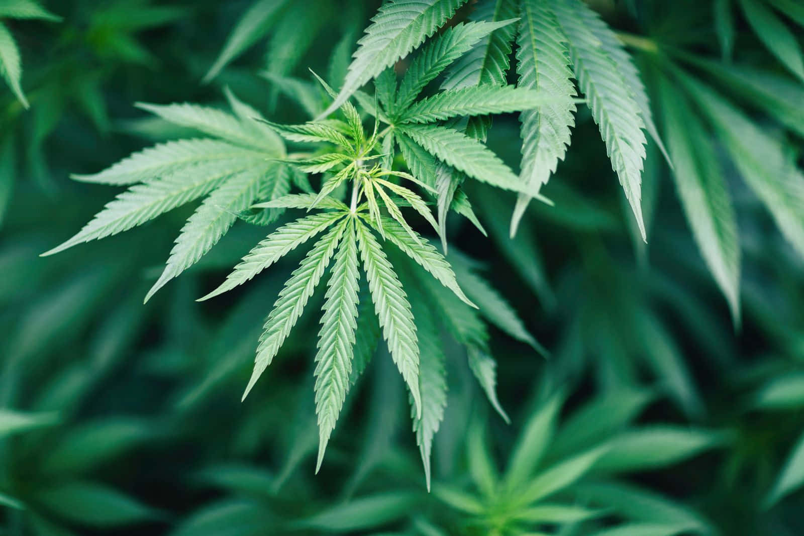 大麻 桌布 壁紙 — 充滿活力的綠色大麻葉，邊緣呈鋸齒狀，在一片同樣葉子柔和模糊的森林中脫穎而出。