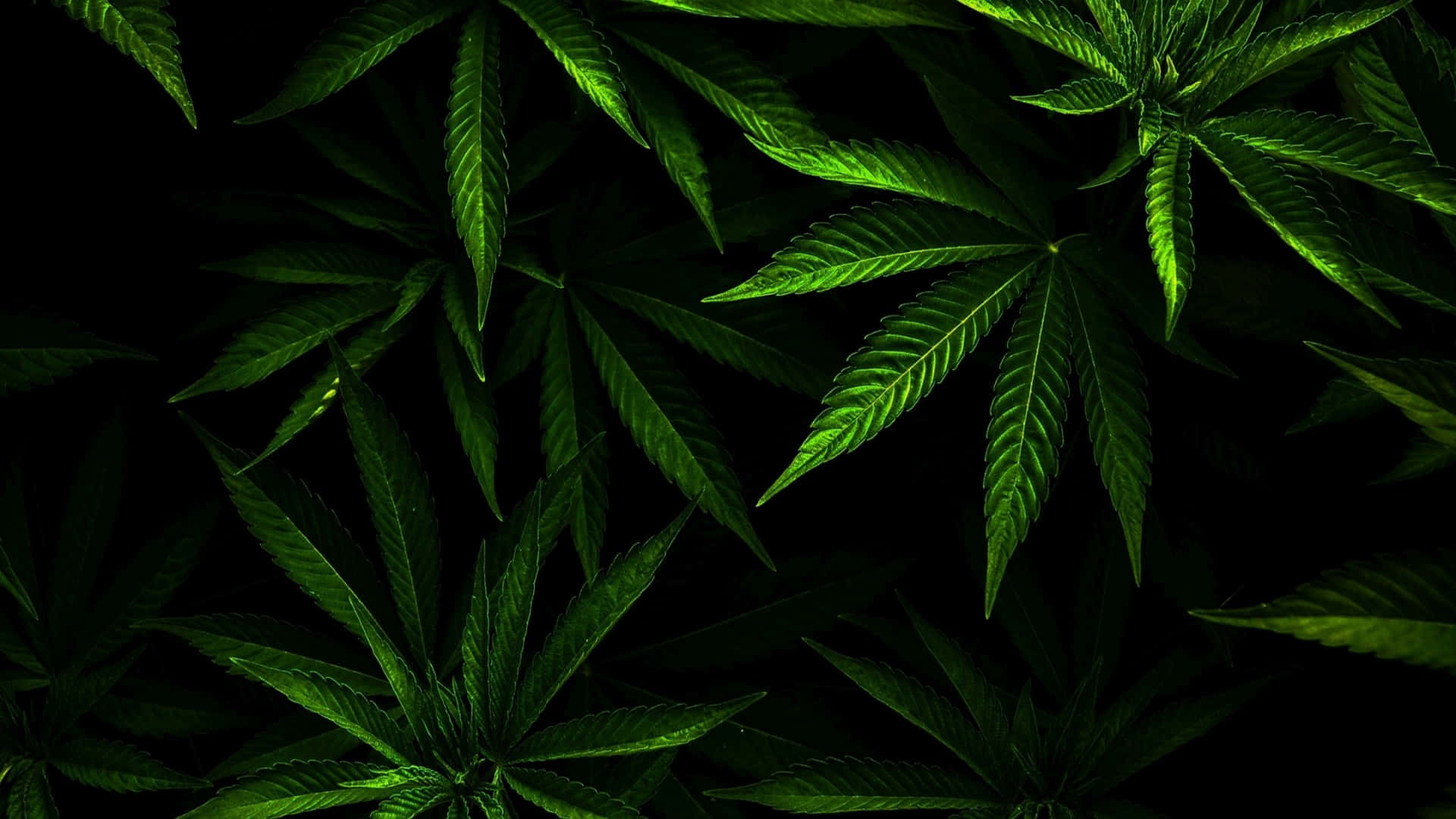 Green Leaves 桌布 壁紙 — 充滿活力的綠色大麻葉在深黑色背景下以戲劇性的特寫發光。