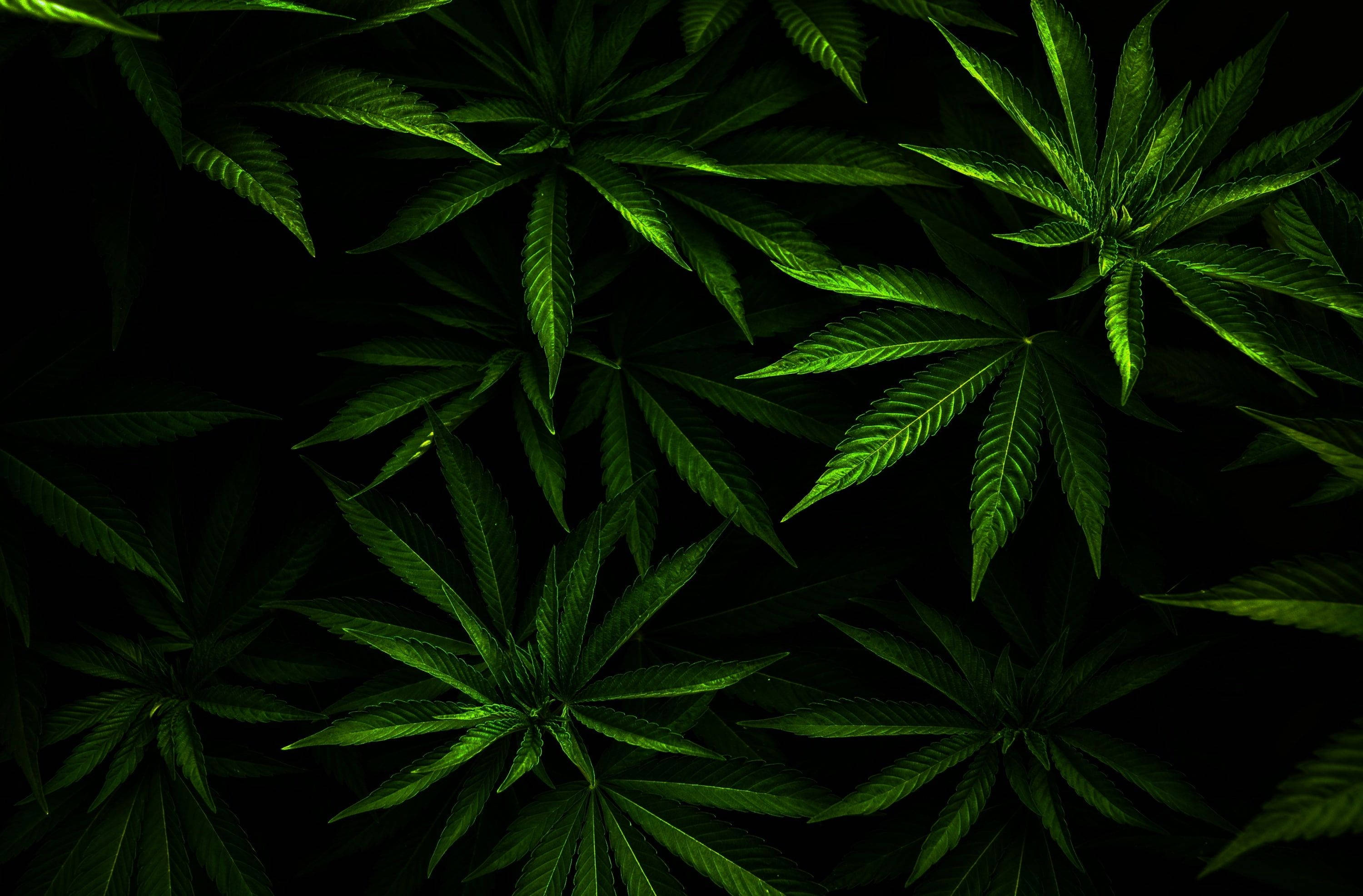 迷幻 桌布 壁紙 — 充滿活力的綠色大麻葉在漆黑背景下，以密集的俯拍鏡頭發光。