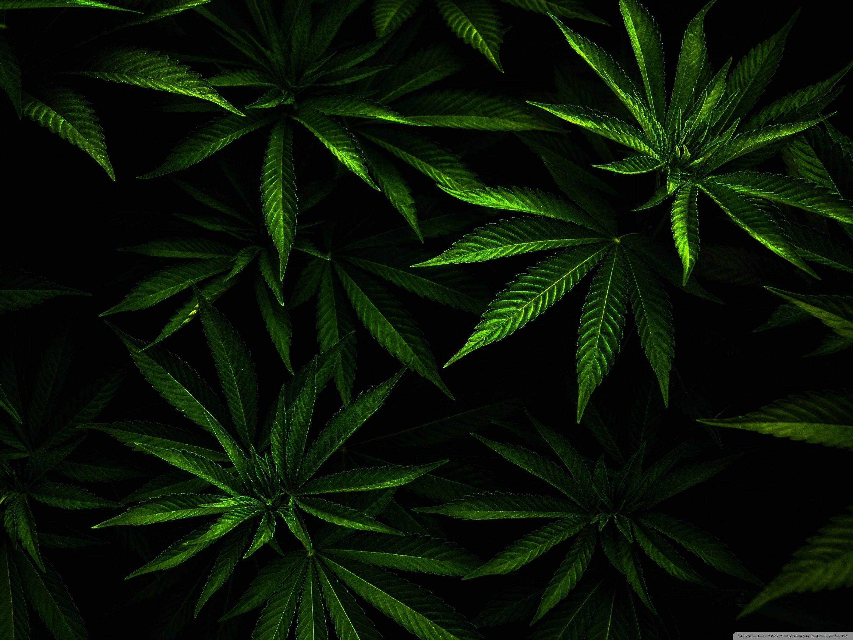 酷炫大麻 桌布 壁紙 — 充滿活力的綠色大麻葉在漆黑背景下，以密集的俯拍鏡頭發光。