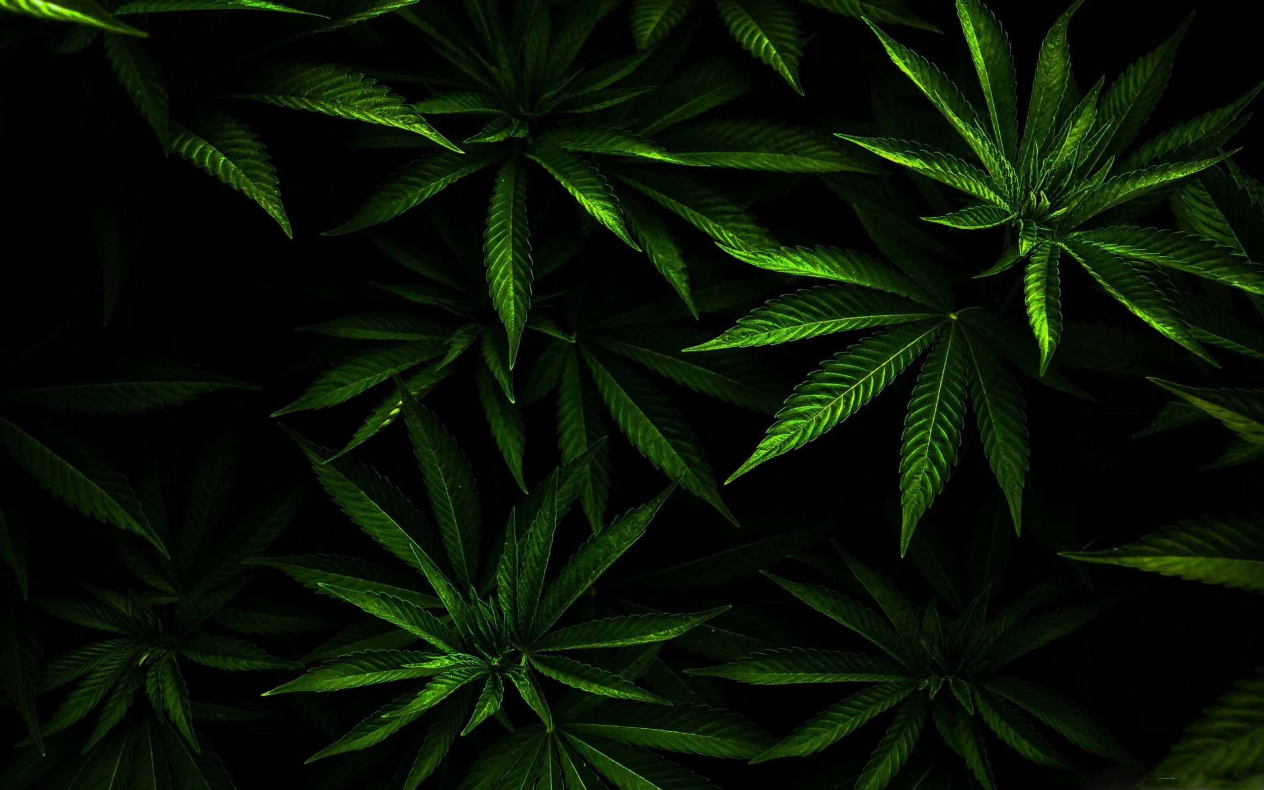 Pot Leaf 桌布 壁紙 — 充滿活力的綠色大麻葉在漆黑背景下，以密集的俯拍鏡頭發光。