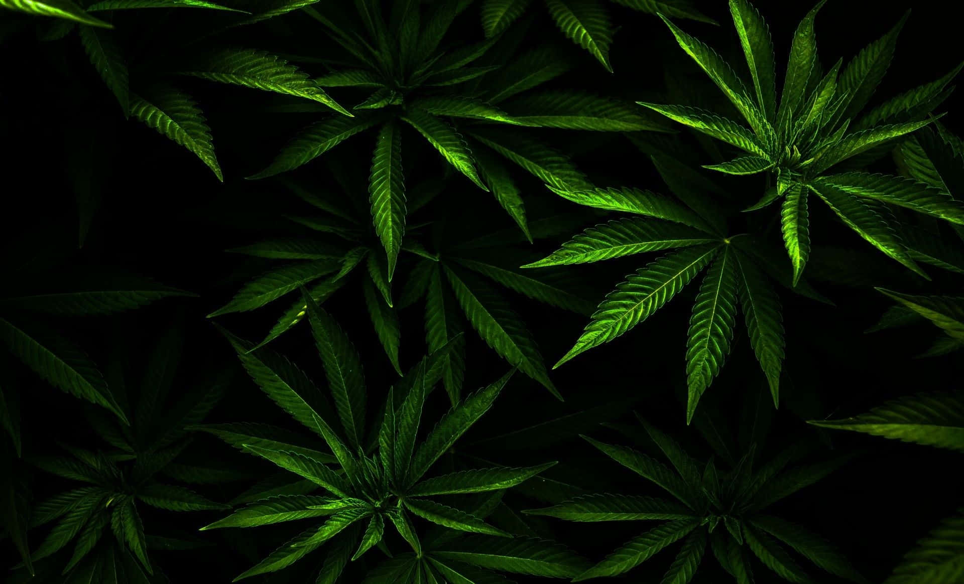 大麻 桌布 壁紙 — 充滿活力的綠色大麻葉在漆黑背景下，以密集的俯拍鏡頭發光。
