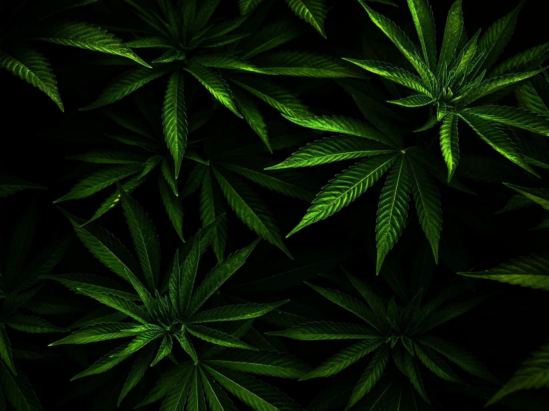  壁紙 — 充滿活力的綠色大麻葉在漆黑背景下以戲劇性的特寫發光。