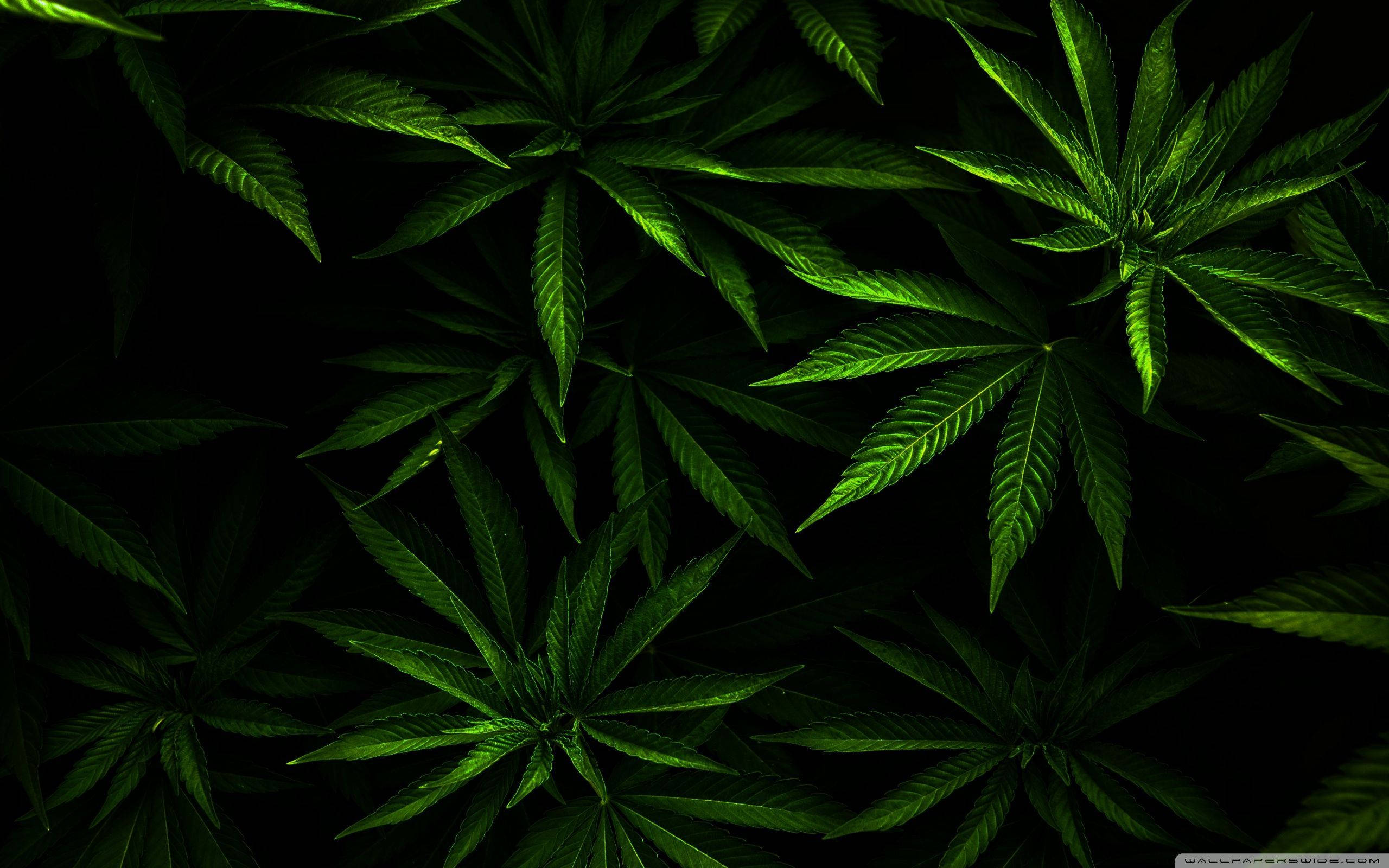 葉子 桌布 壁紙 — 充滿活力的綠色大麻葉在漆黑背景下以密集的俯視圖案發光。