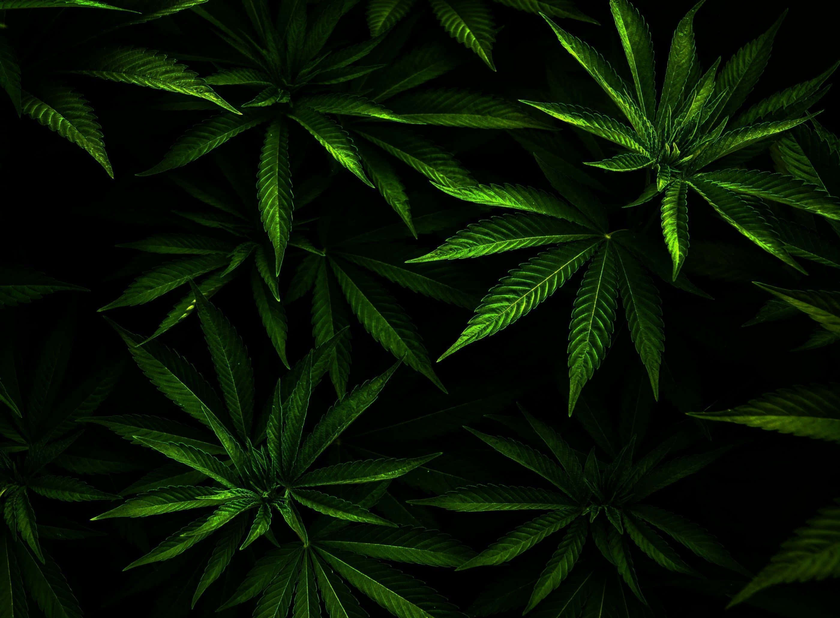 桌布 壁紙 — 充滿活力的綠色大麻葉在漆黑背景下發光，呈現戲劇性的特寫。