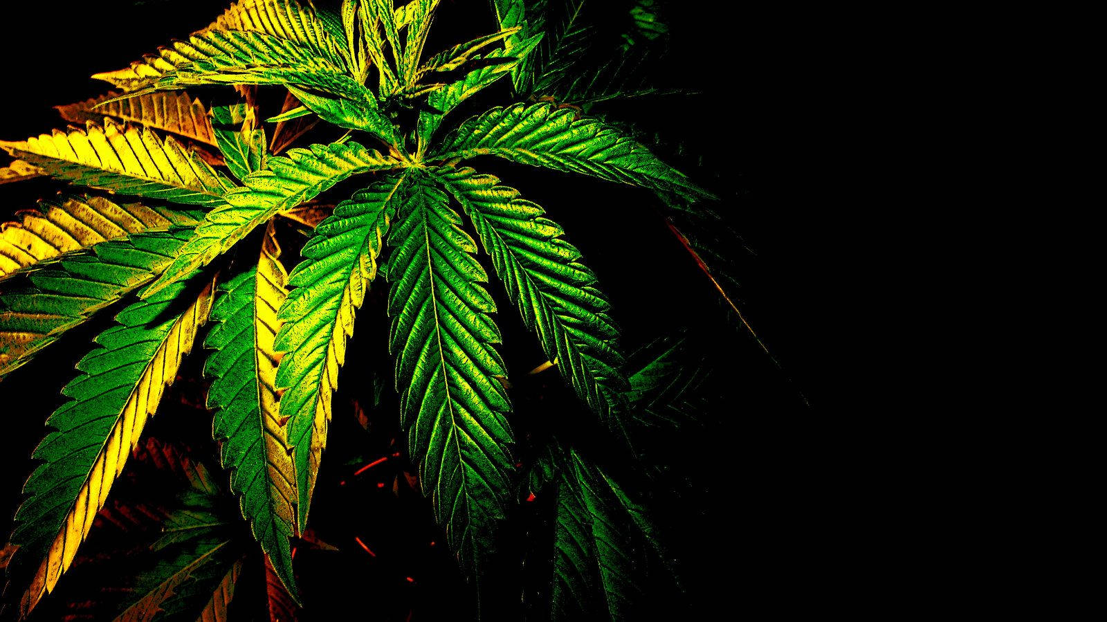 大麻 桌布 壁紙 — 充滿活力的綠色大麻葉在純黑色背景下閃耀著金色亮點。