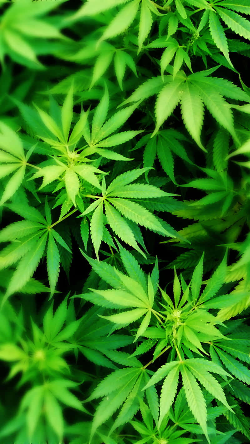 葉子 桌布 壁紙 — 充滿活力的綠色大麻葉填滿畫面，帶有鋒利的鋸齒邊緣和明亮的亮點，與深色陰影形成對比。