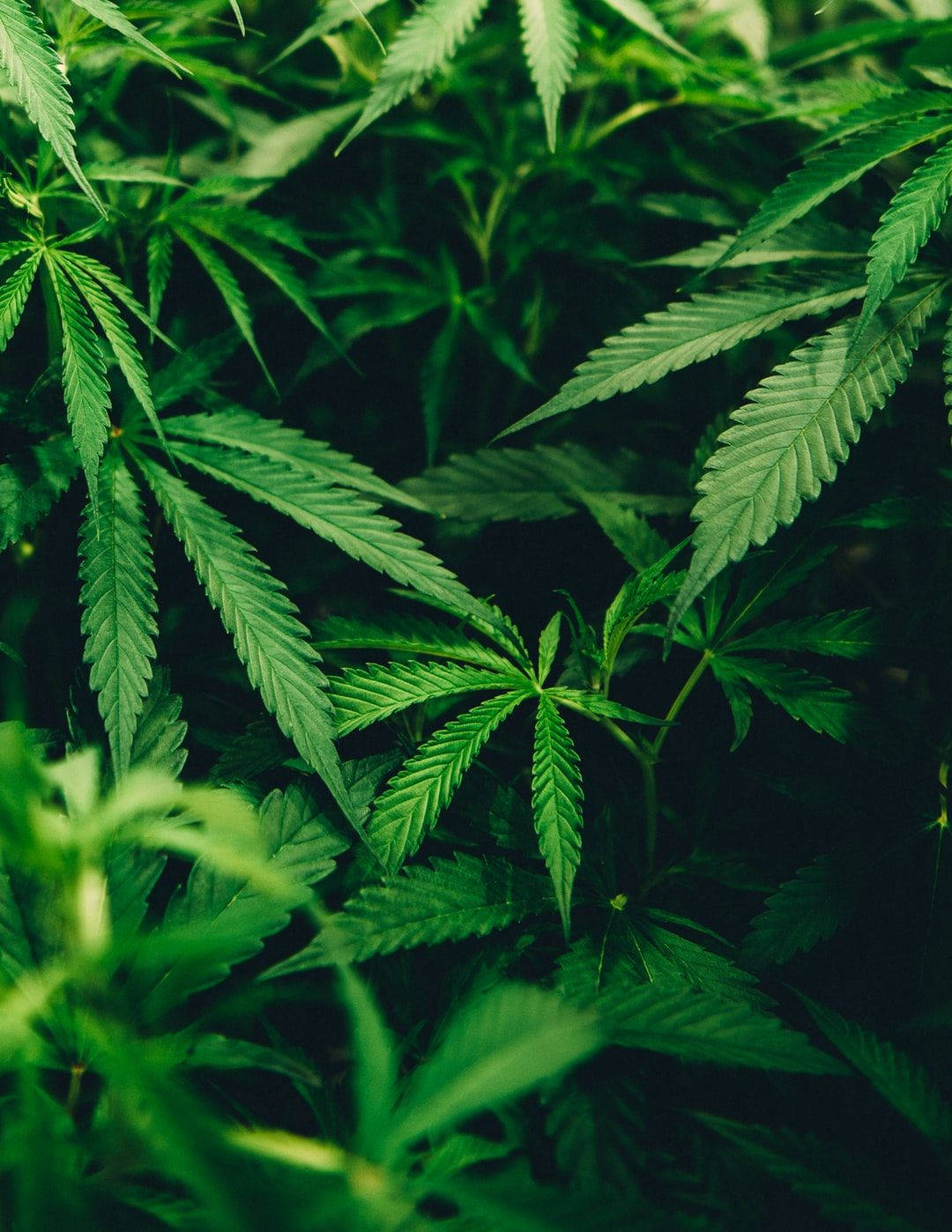 暗黑風格 桌布 壁紙 — 充滿活力的綠色大麻葉片，邊緣呈鋸齒狀，在茂密陰影的特寫中填滿畫面。