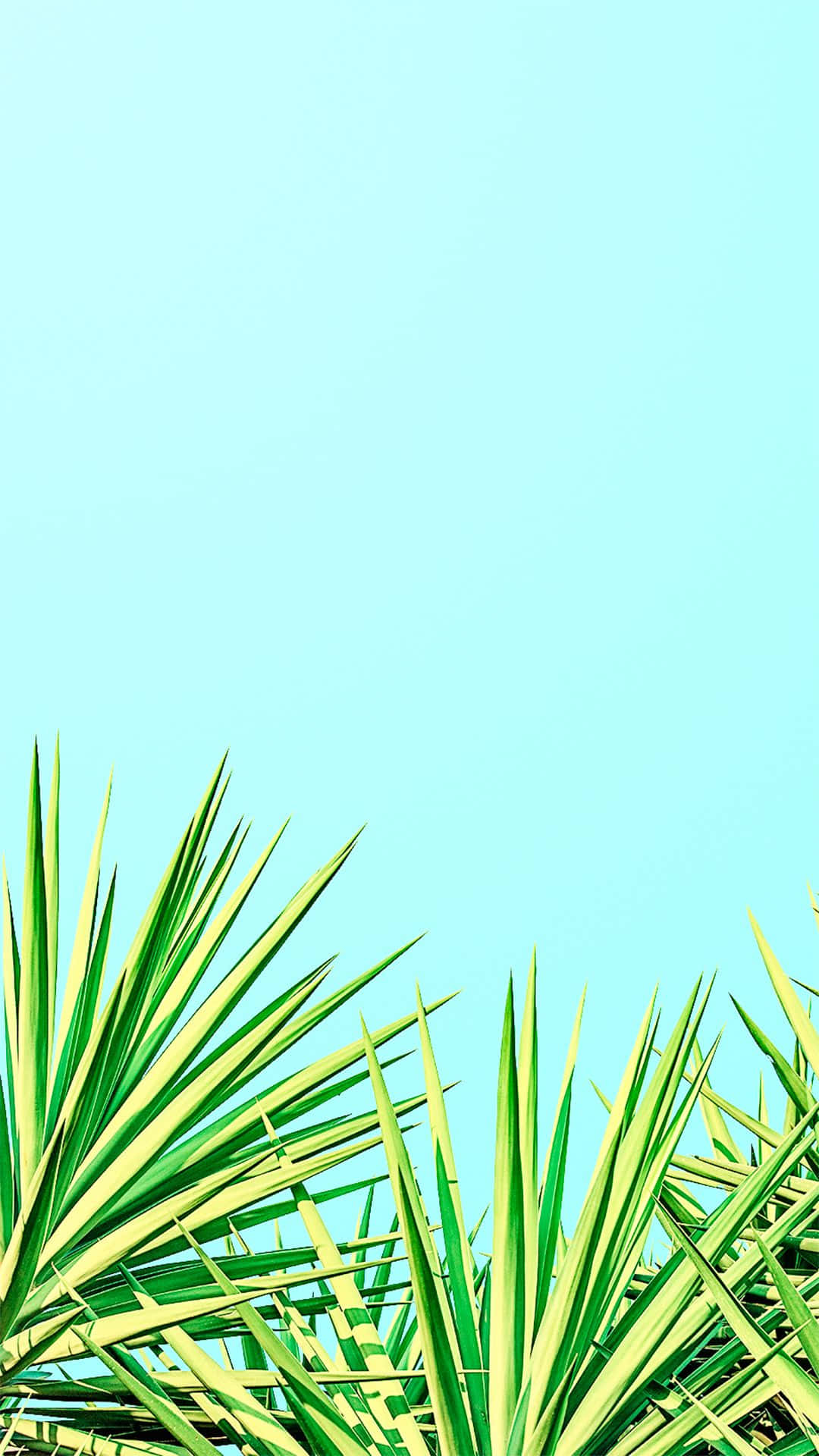 青色GIF 桌布 壁紙 — 充滿活力的綠色尖刺棕櫚葉在清澈的淺藍色天空下框住底部。