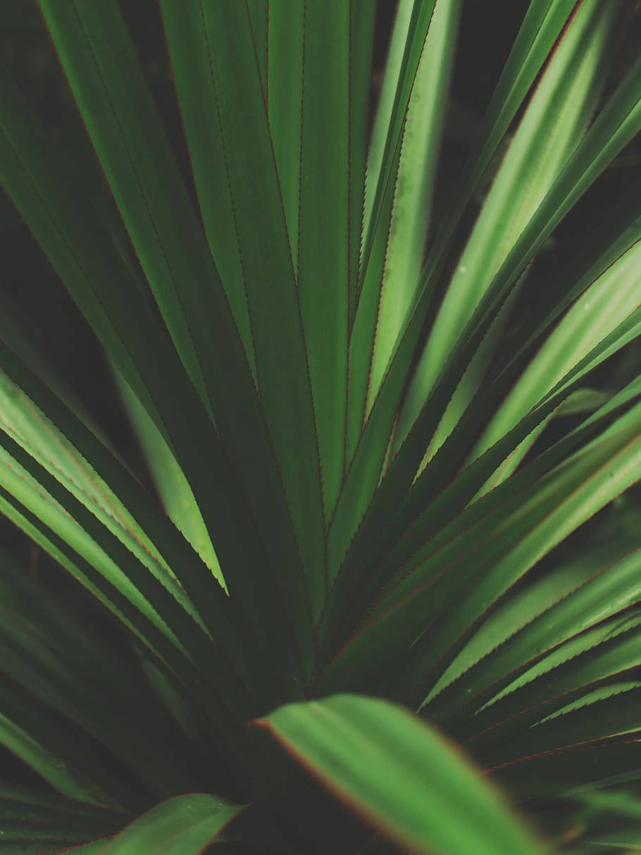 Plant iPhone 桌布 壁紙 — 充滿活力的綠色尖刺葉片向外輻射的特寫，帶有柔和陰影和自然紋理。