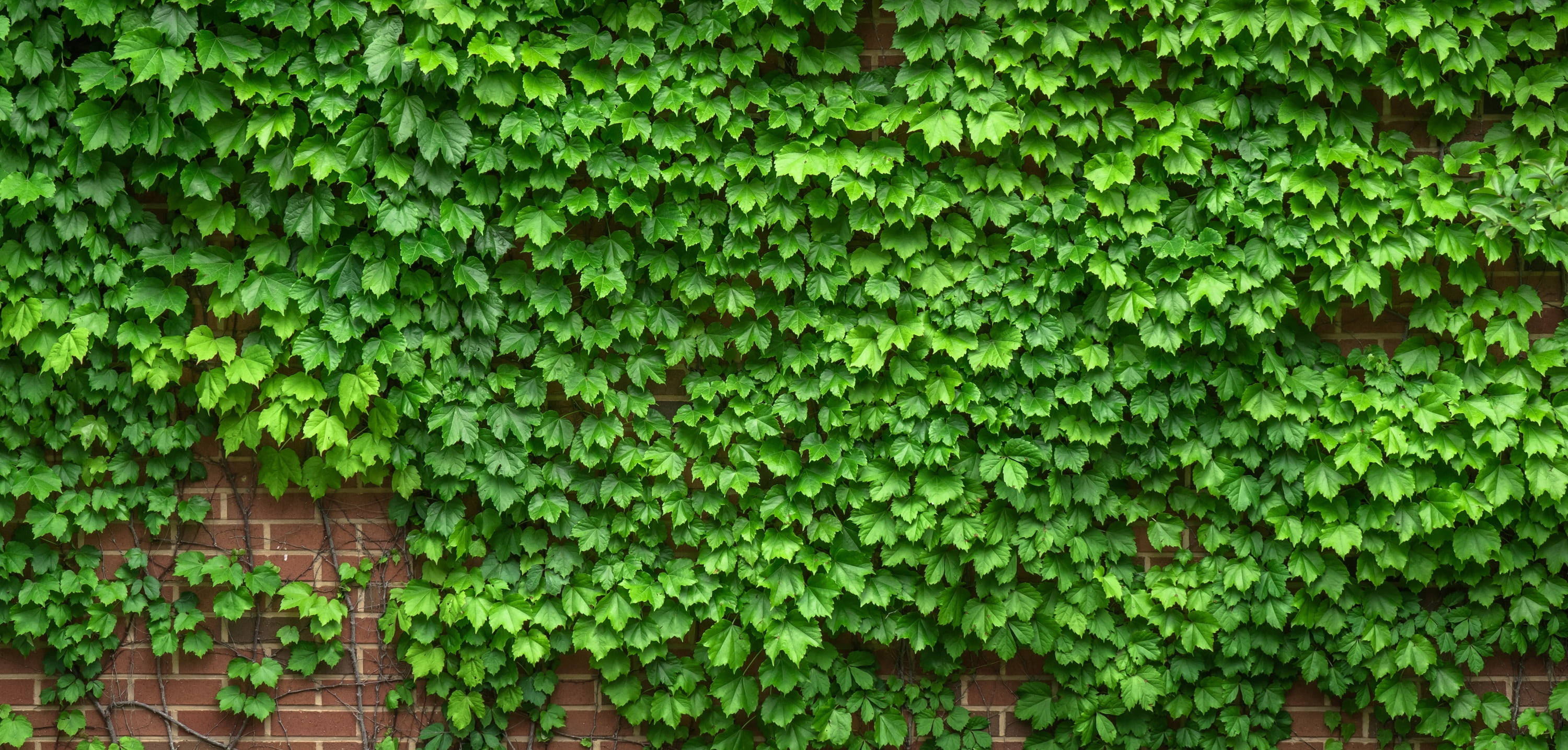 Plant Aesthetic 桌布 壁紙 — 充滿活力的綠色常春藤葉子密密麻麻地覆蓋著風化的紅磚牆，形成茂盛的自然圖案。