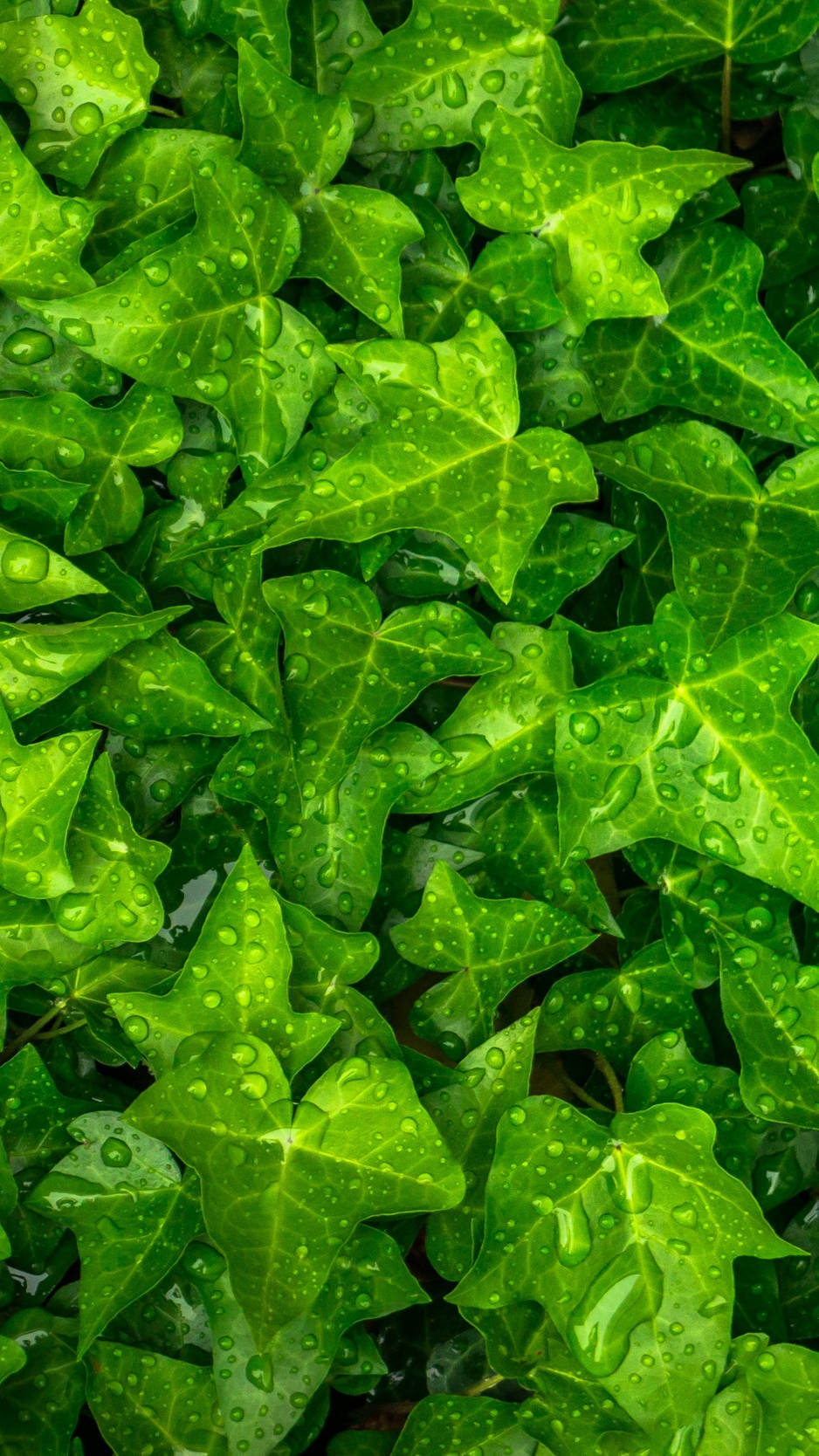 Plant 桌布 壁紙 — 充滿活力的綠色常春藤葉片在茂密的近距離自然紋理中閃爍著新鮮的水珠。