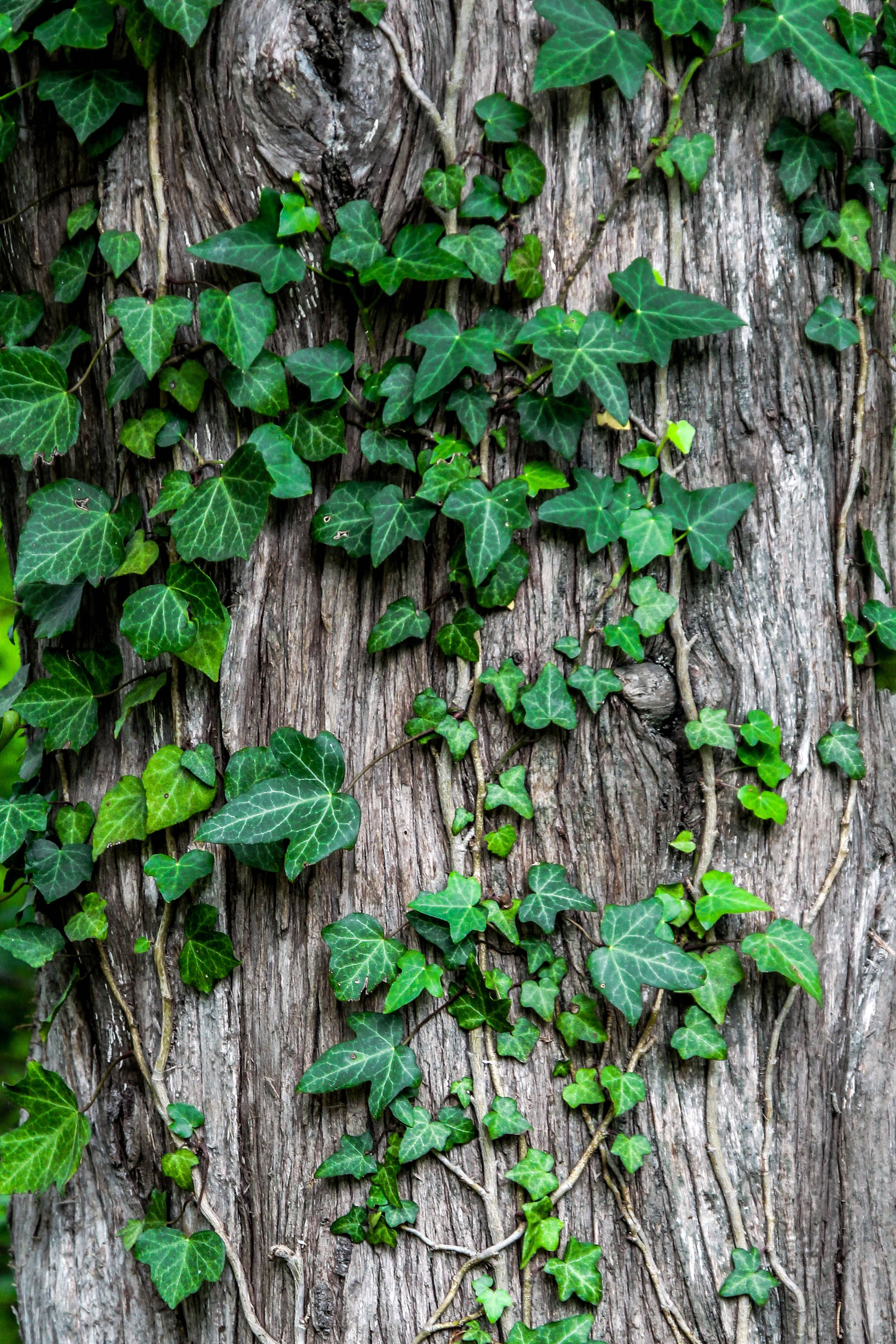 Plant Aesthetic 桌布 壁紙 — 充滿活力的綠色常春藤葉片在風化的灰色樹幹上層疊，呈現茂盛的自然紋理。