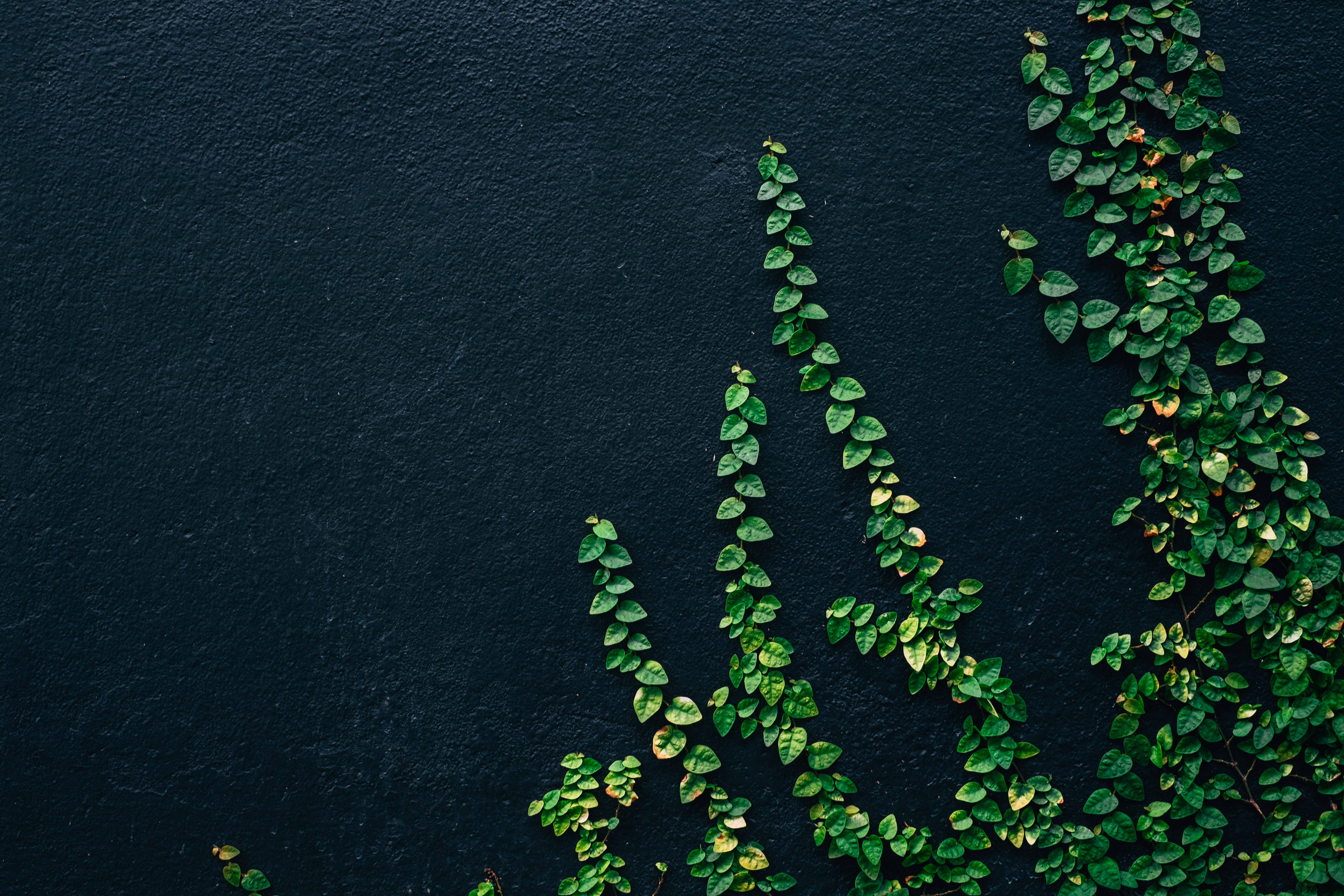 Plant Aesthetic 桌布 壁紙 — 充滿活力的綠色常春藤藤蔓沿著帶有紋理的深藍色牆壁對角傾瀉而下，形成自然的有機圖案。