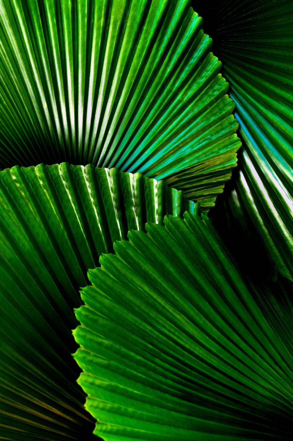 充滿活力的綠色扇形棕櫚葉特寫，形成幾何圖案。 — iPad mini 動態圖片 壁紙