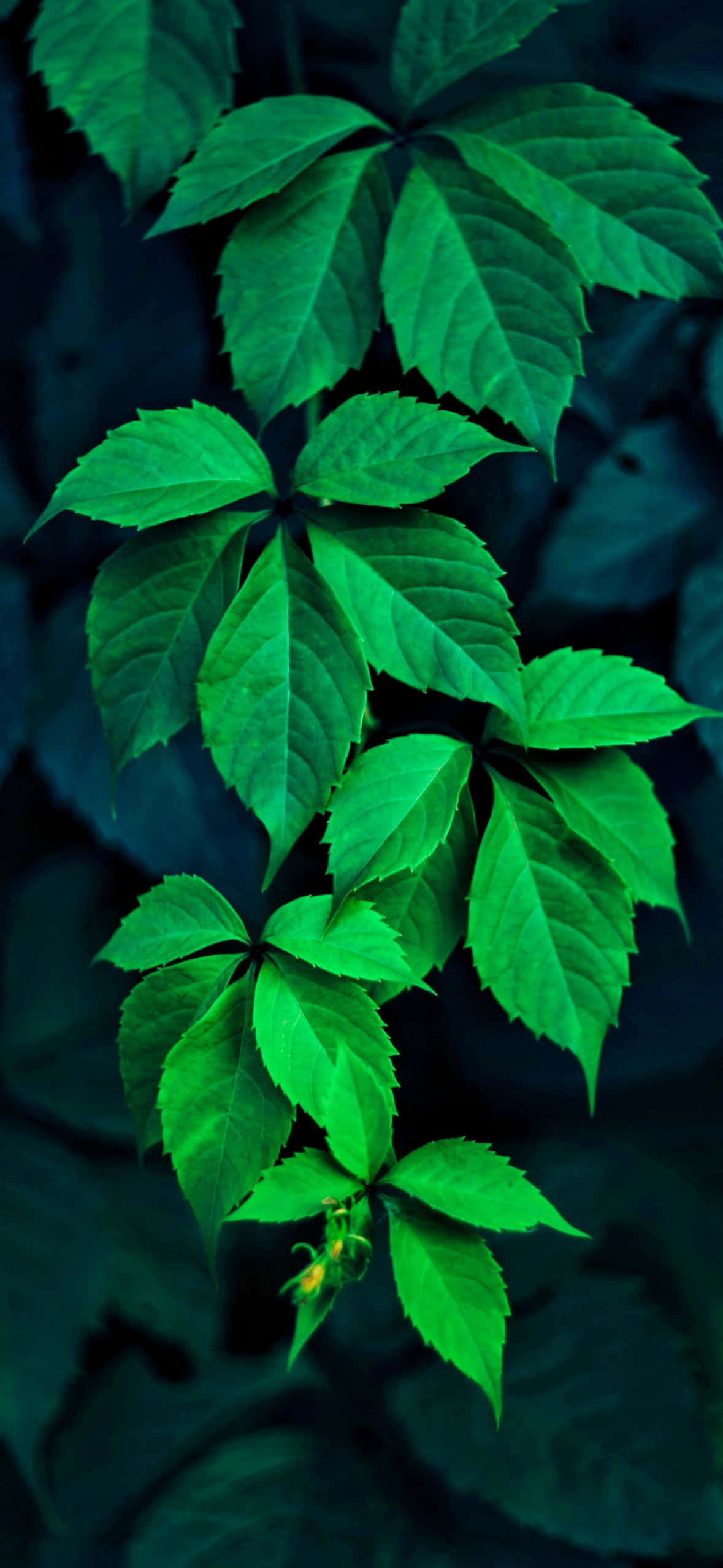 1179x2556 桌布 壁紙 — 充滿活力的綠色攀緣藤葉在黑暗陰影背景下層疊，點綴著一朵小小的黃色花朵。