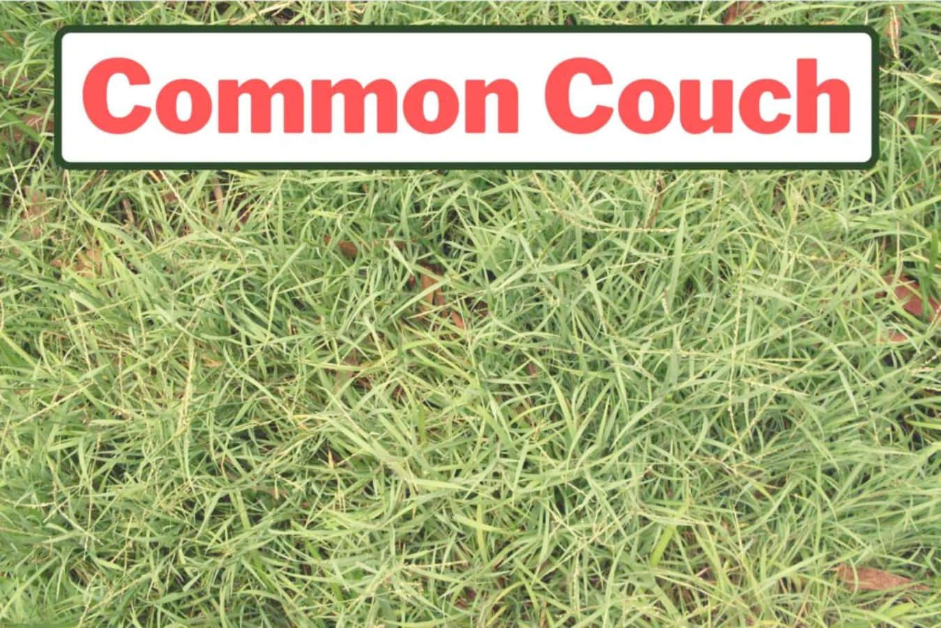 Grass 桌布 壁紙 — 充滿活力的綠色普通匍匐冰草的近距離特寫，帶有顯示紅色文字的白色標誌。