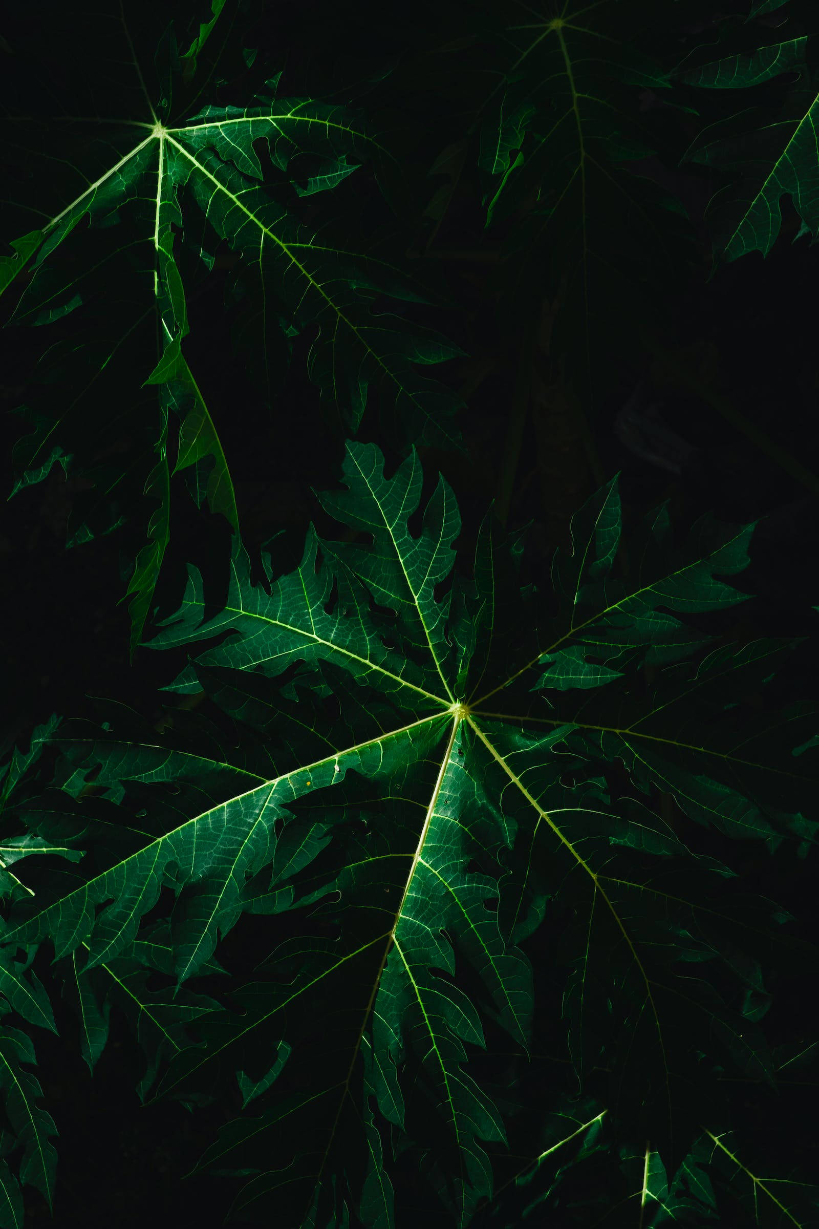 Leaves 桌布 壁紙 — 充滿活力的綠色木瓜葉在深黑色背景下閃爍著發光的葉脈。
