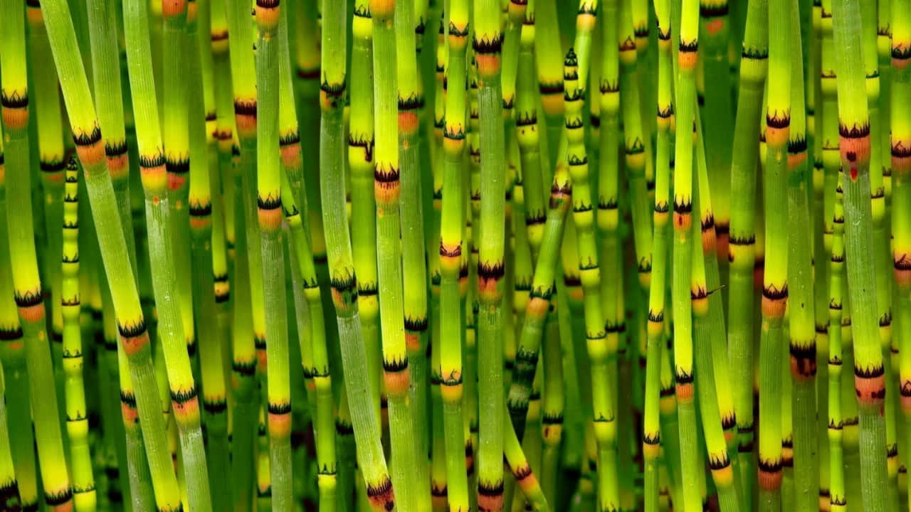 720p Bamboo 桌布 壁紙 — 充滿活力的綠色木賊植物特寫，帶有黑色和橙色的分段節點，形成密集的自然圖案。