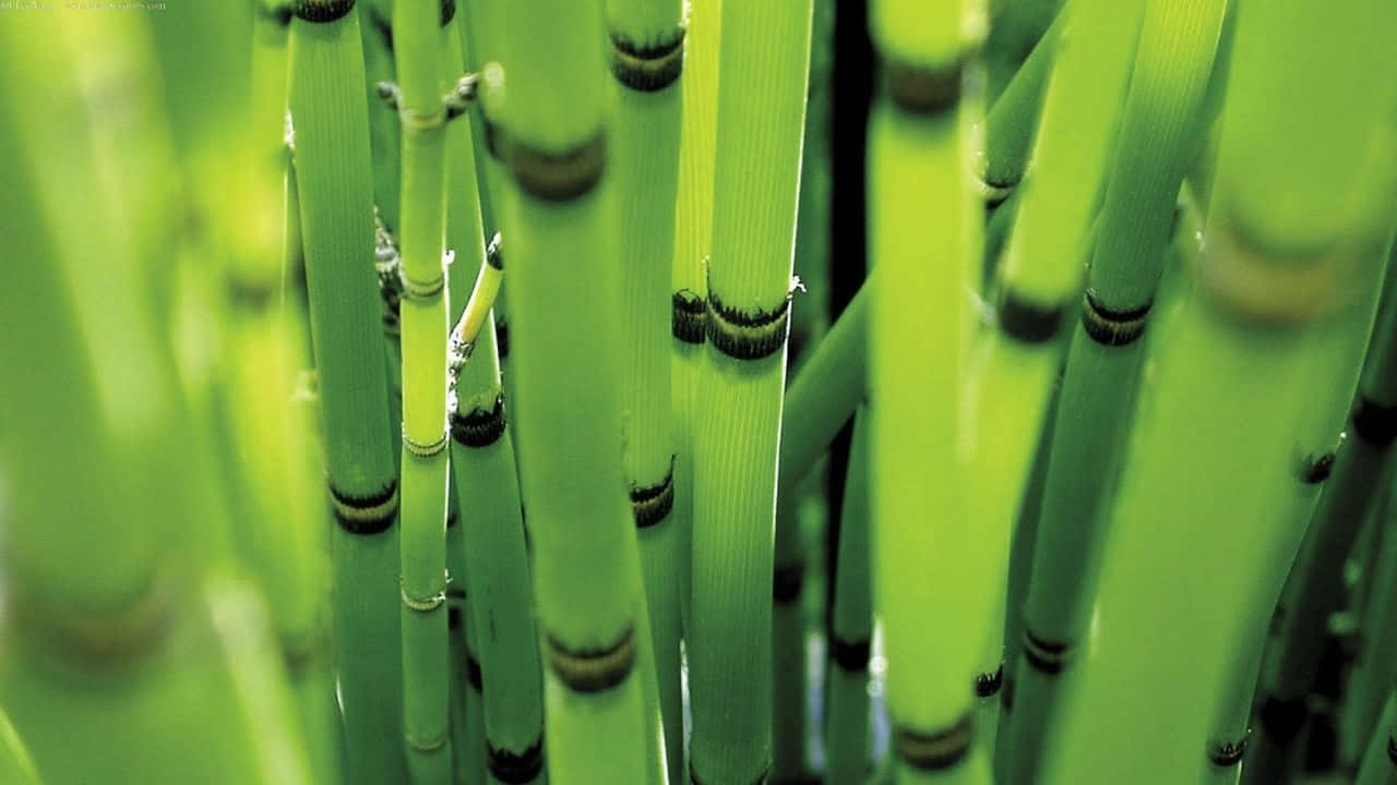 720p Bamboo 桌布 壁紙 — 充滿活力的綠色木賊莖，帶有深色環紋，在密集、陽光明媚的簇叢中高高聳立。