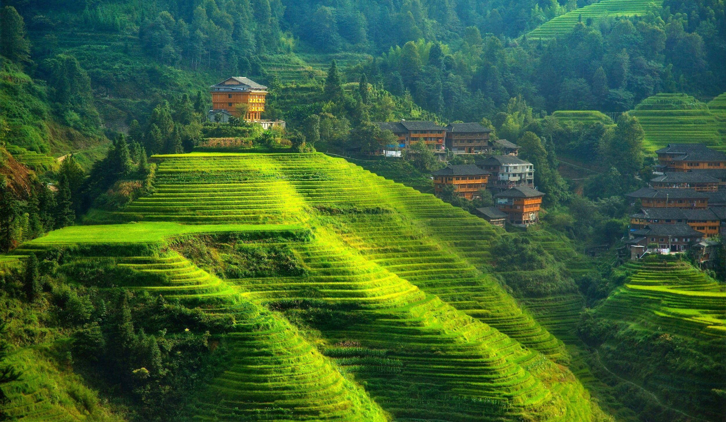 Greenery 桌布 壁紙 — 充滿活力的綠色梯田沿著鬱鬱蔥蔥的山坡層層疊疊，點綴著傳統的木屋。