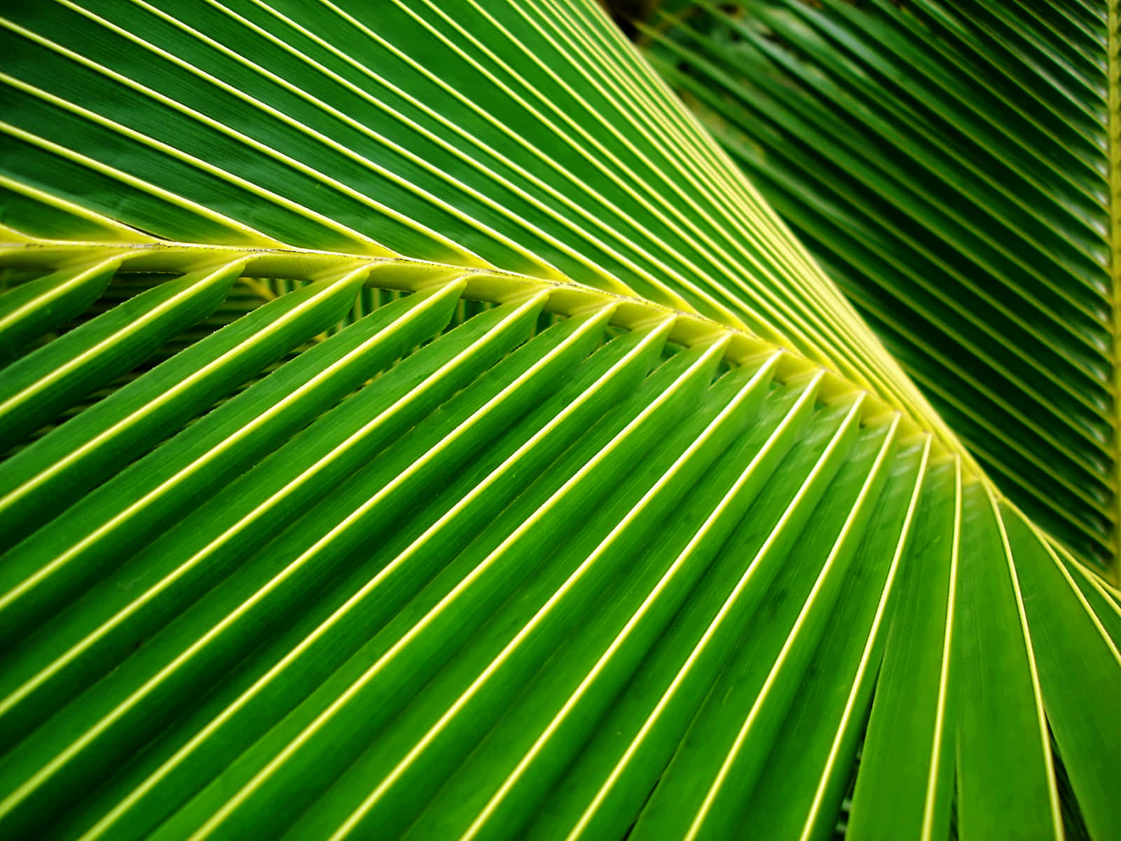 Palm Leaves 桌布 壁紙 — 充滿活力的綠色棕櫚葉，帶有從中心點放射出的銳利黃色葉脈，形成動態的對角線構圖。