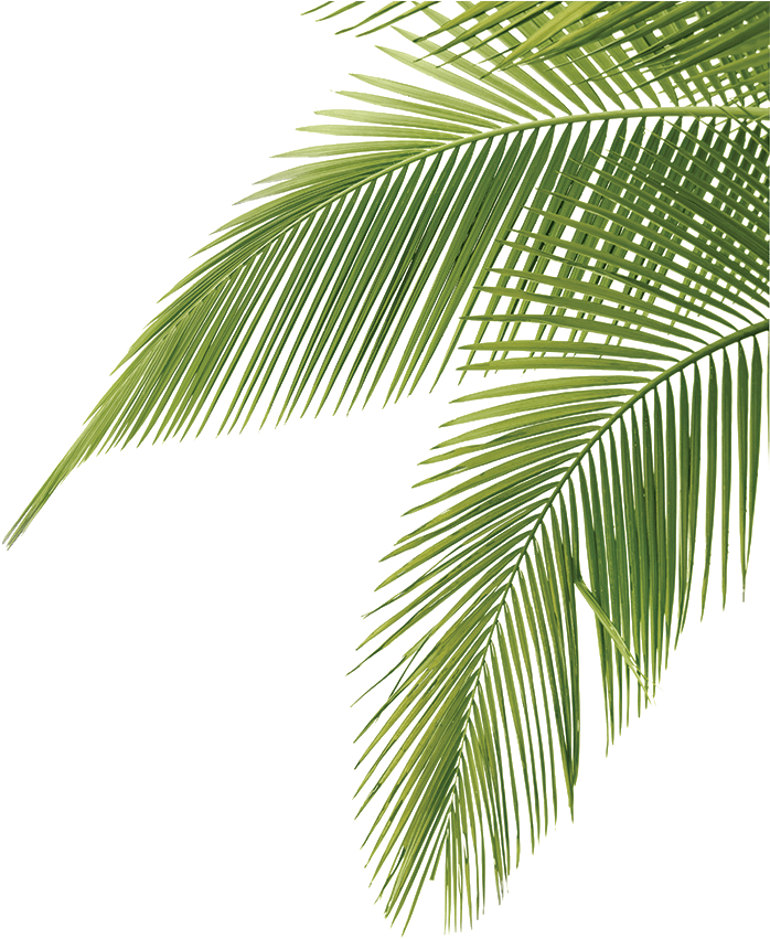 Tree Leaves 桌布 壁紙 — 充滿活力的綠色棕櫚葉，帶有精細的鋸齒邊緣，在純黑色背景上優雅地彎曲。