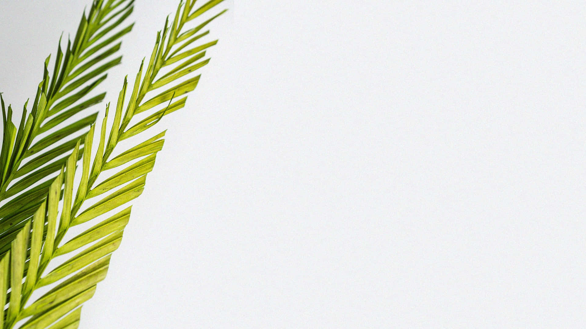 Aesthetic Palm Leaves 桌布 壁紙 — 充滿活力的綠色棕櫚葉以對角線方式框住簡約的白色背景，搭配柔和自然光線。