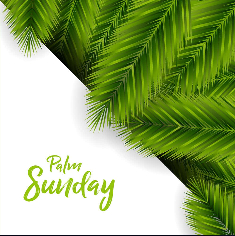 Palm Leaves 桌布 壁紙 — 充滿活力的綠色棕櫚葉以對角線方式框住潔白背景，並配上優雅的手寫體棕枝主日文字。