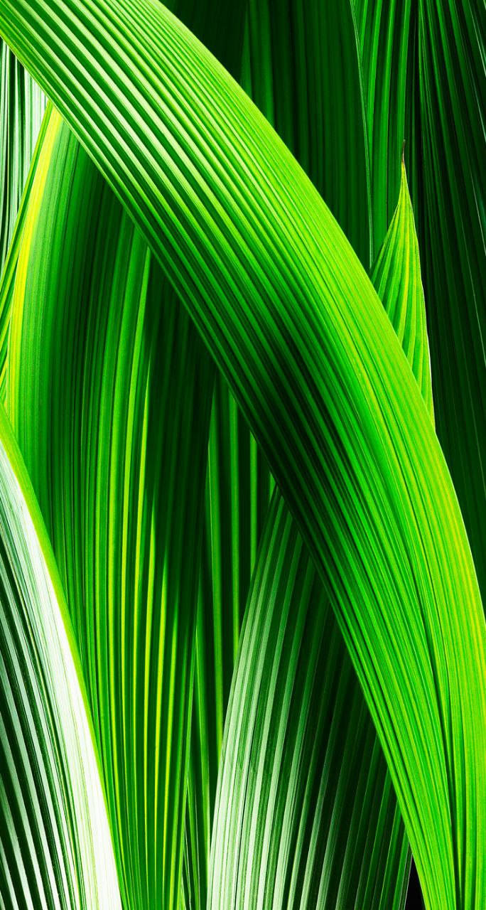 Grass 桌布 壁紙 — 充滿活力的綠色棕櫚葉優雅彎曲，帶有清晰平行葉脈，被明亮光線照亮。