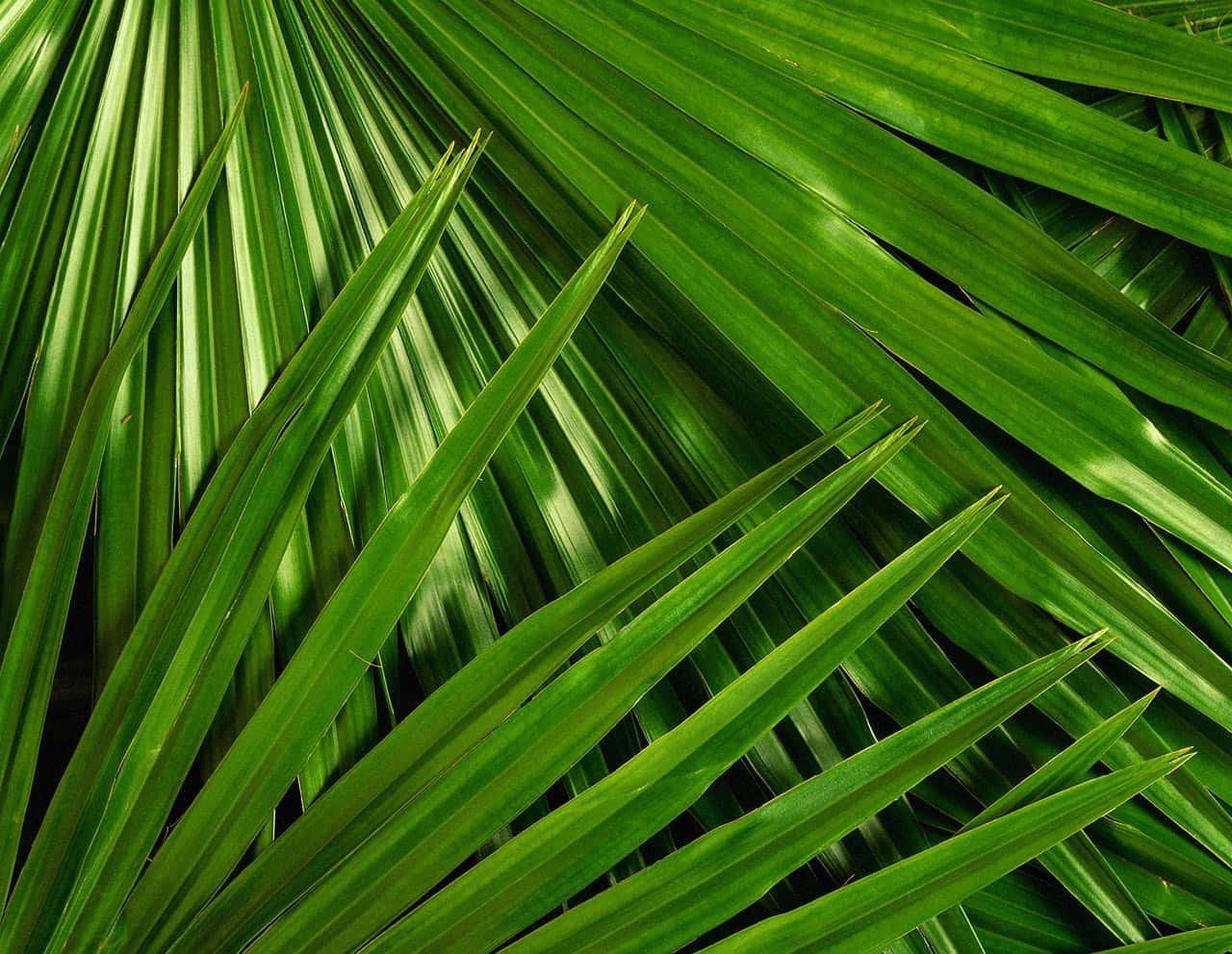 Palm Leaves 桌布 壁紙 — 充滿活力的綠色棕櫚葉向外輻射，形成密集的熱帶圖案，尖端鋒利，質感光澤。
