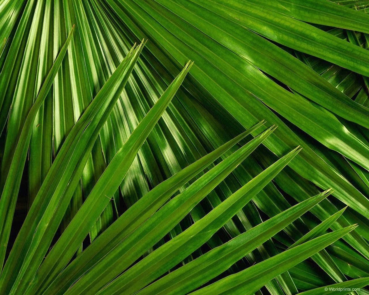 Palm Leaves 桌布 壁紙 — 充滿活力的綠色棕櫚葉向外輻射，形成密集、有紋理的圖案，尖端鋒利，葉脈有光澤。