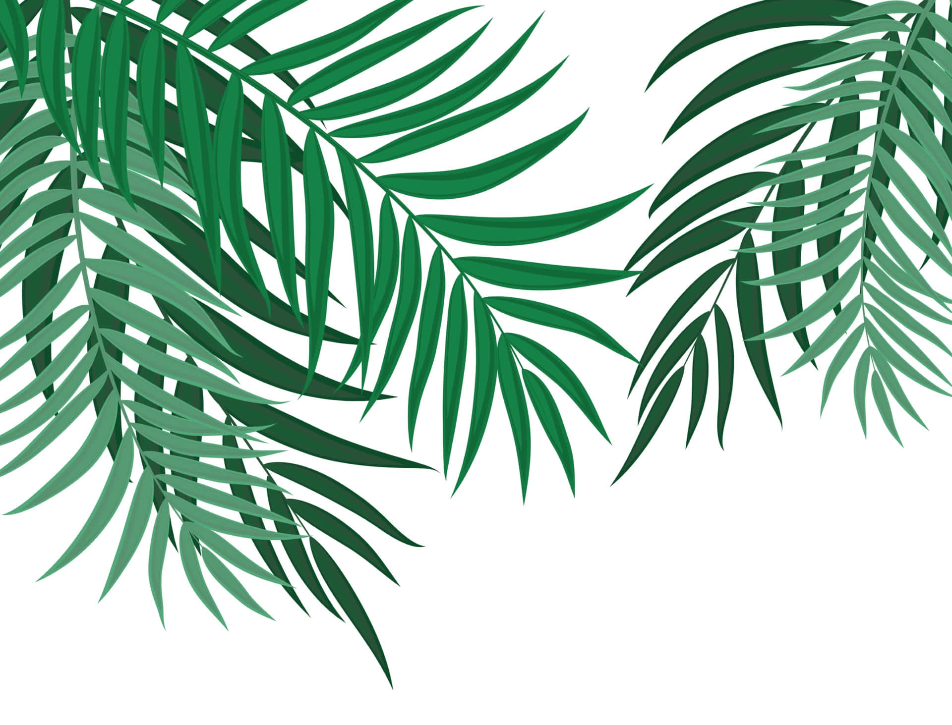 Palm Leaves 桌布 壁紙 — 充滿活力的綠色棕櫚葉在乾淨的白色背景上優雅地拱起，形成風格化的數位插圖。