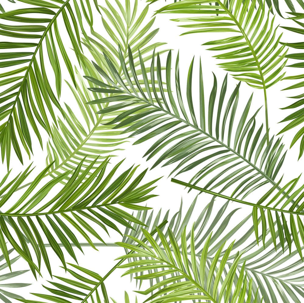Palm Leaves 桌布 壁紙 — 充滿活力的綠色棕櫚葉在潔白背景上重疊，形成茂盛的熱帶圖案。