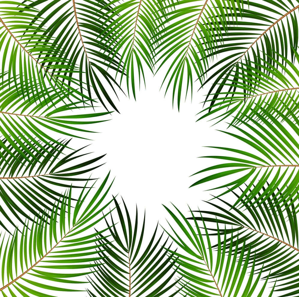 Palm Leaves 桌布 壁紙 — 充滿活力的綠色棕櫚葉在純白背景上形成圓形框架，營造出熱帶邊框效果。