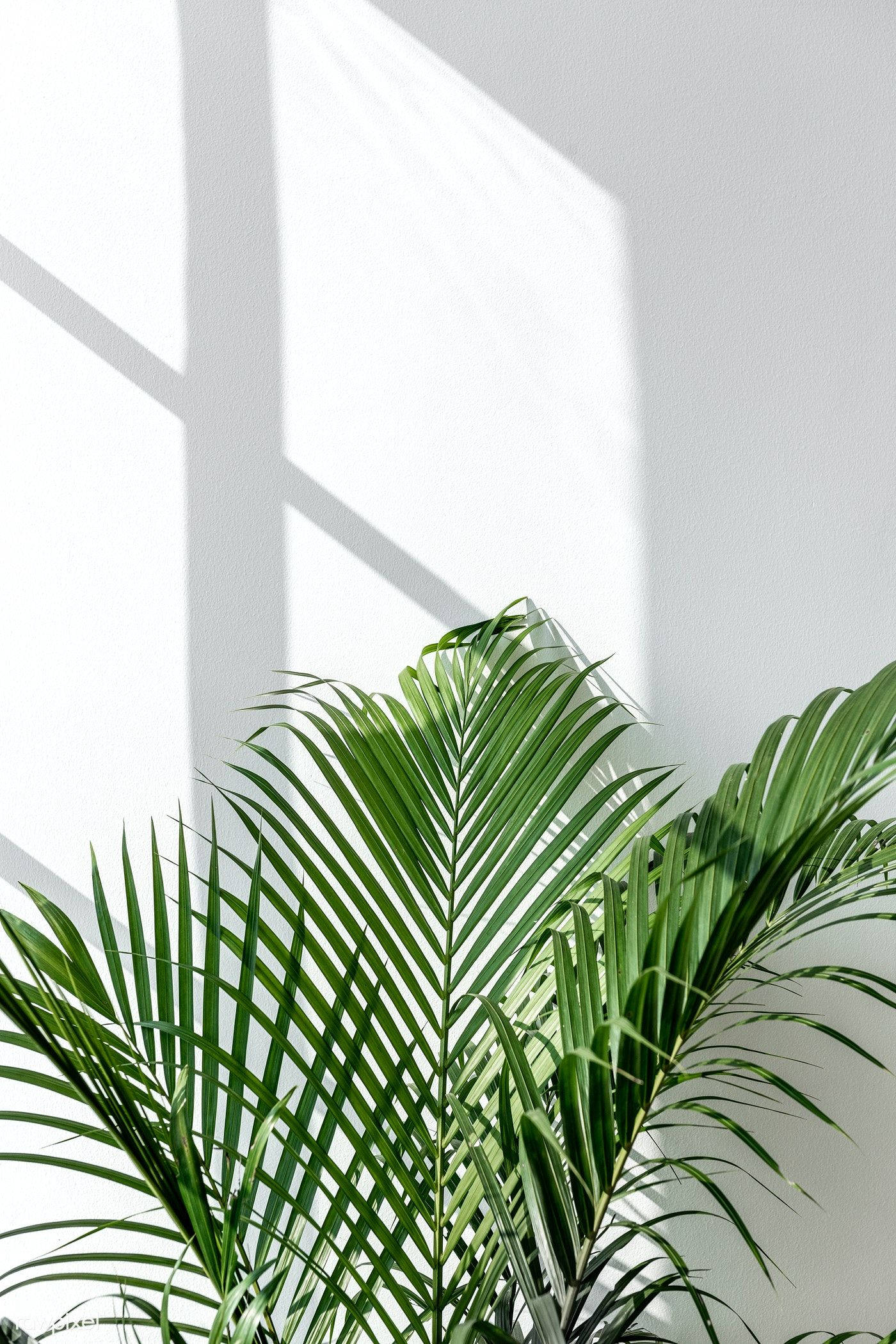 Plant Aesthetic 桌布 壁紙 — 充滿活力的綠色棕櫚葉從窗戶在明亮的白色牆壁上投射出銳利的幾何陰影。