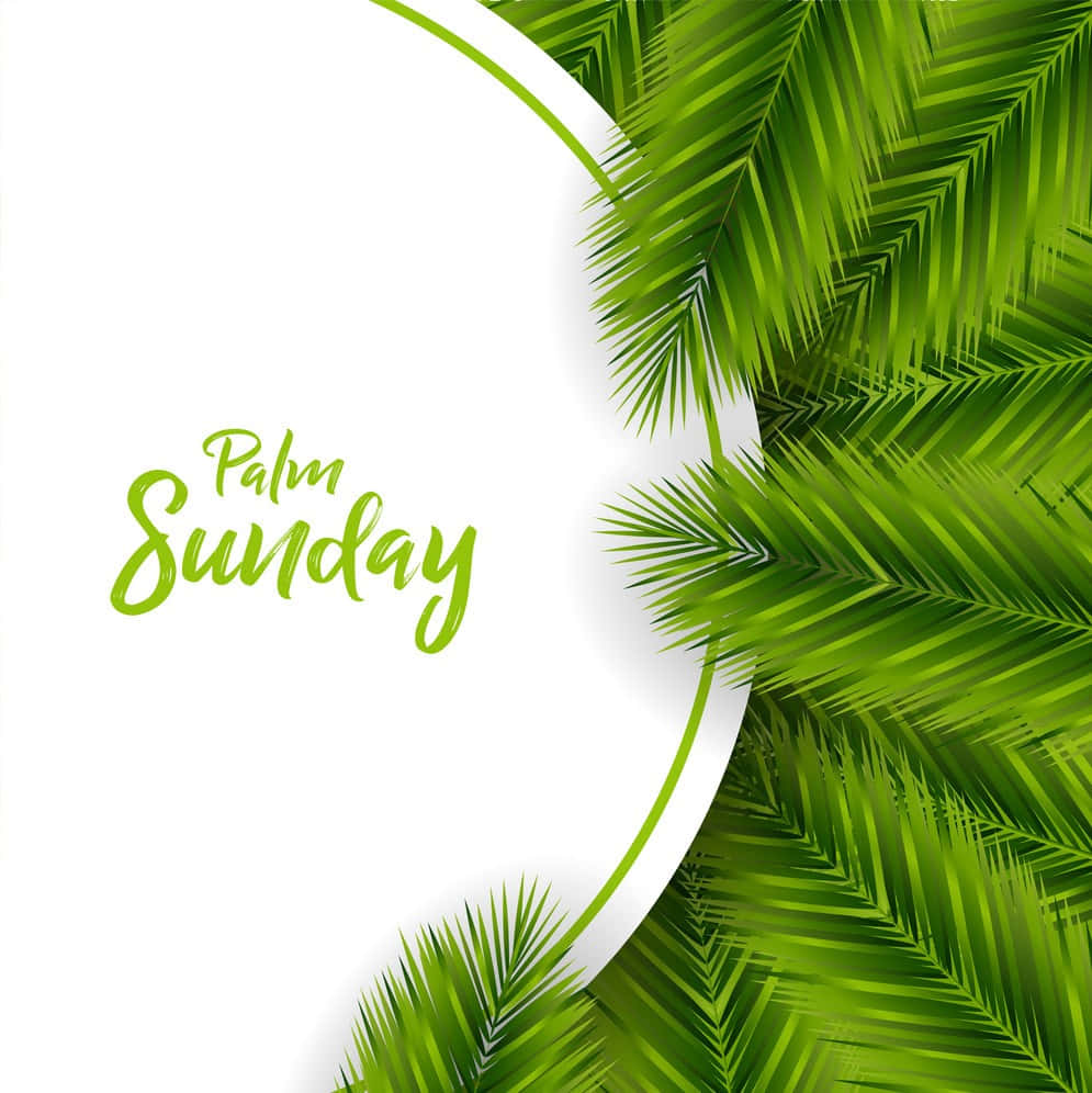 Palm Leaves 桌布 壁紙 — 充滿活力的綠色棕櫚葉框住一條白色彎曲邊框，上面以流暢字體寫著「棕枝主日」。