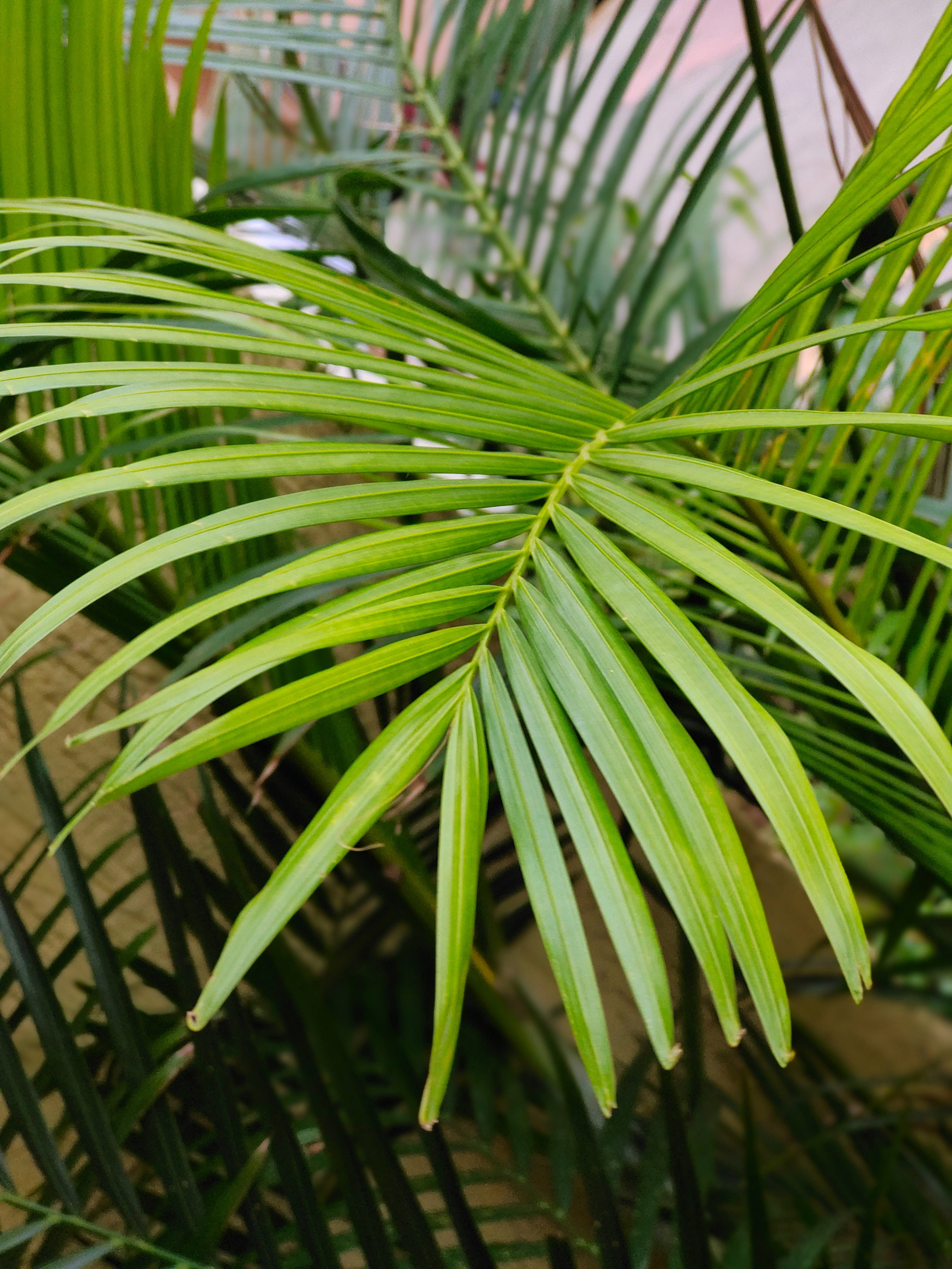 Plant Aesthetic 桌布 壁紙 — 充滿活力的綠色棕櫚葉特寫，帶有細膩的葉脈和柔和自然光線。