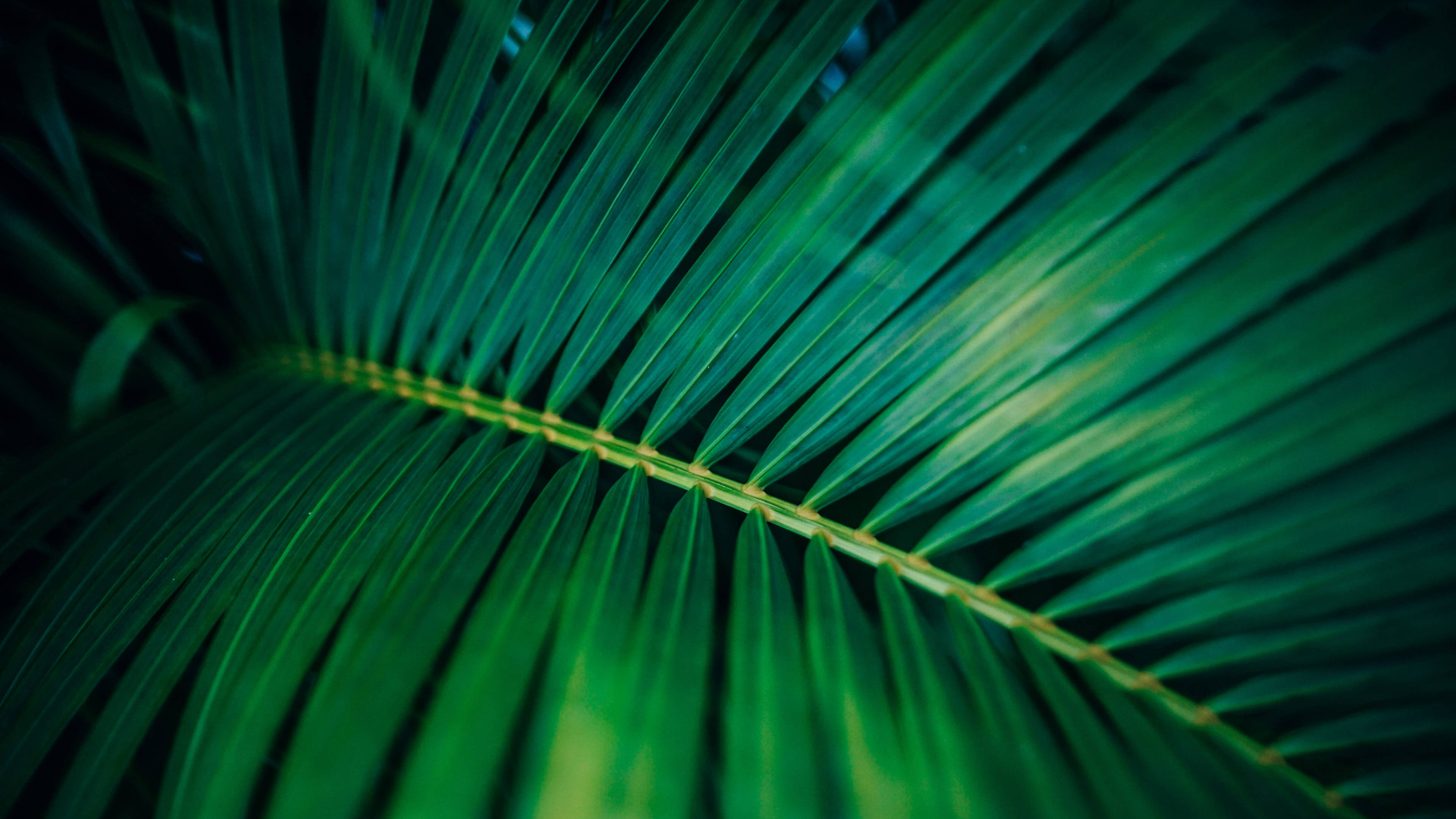 Plant Aesthetic 桌布 壁紙 — 充滿活力的綠色棕櫚葉特寫，葉片有銳利的脊線，柔和光線穿過葉片。