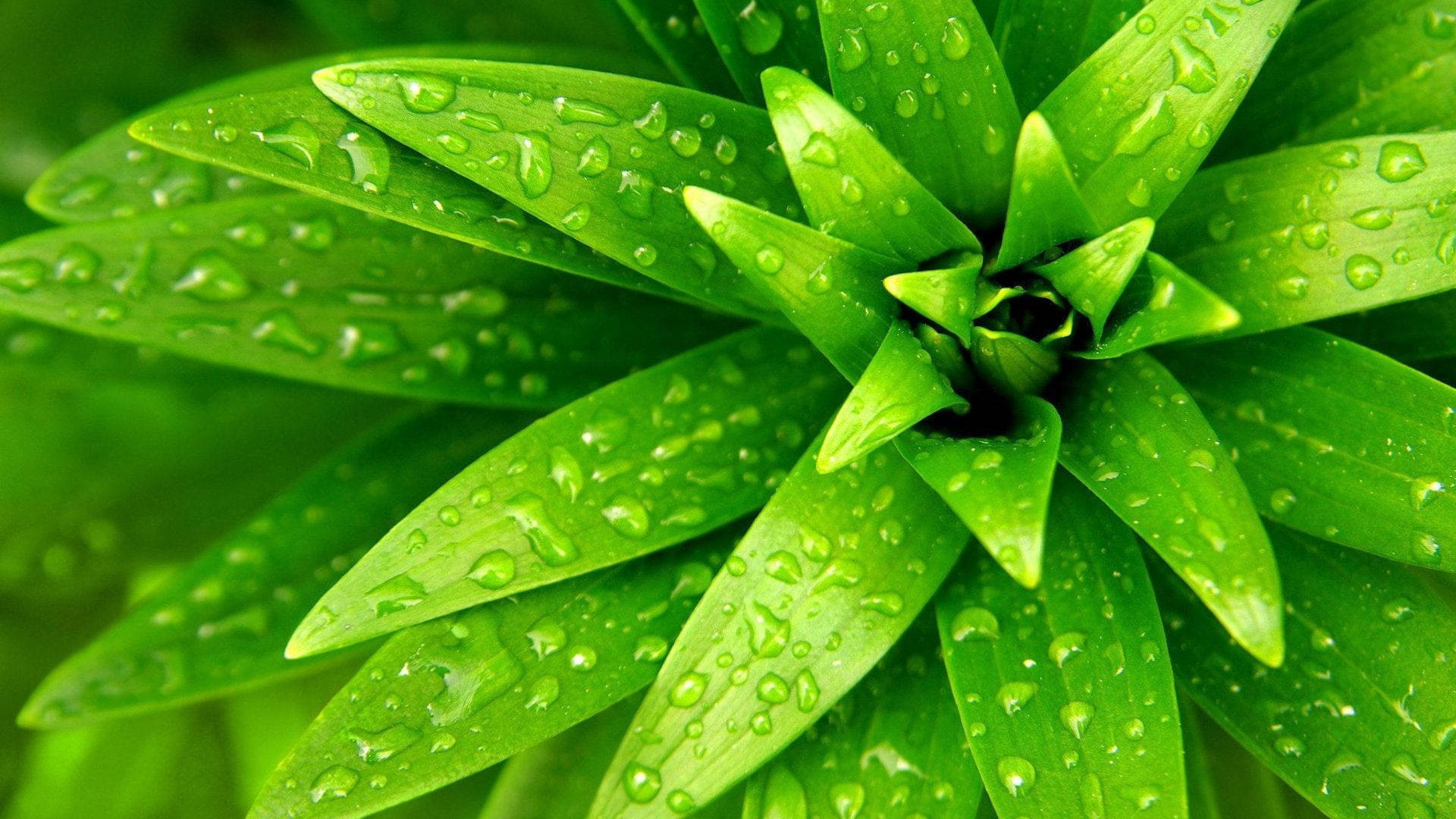 Plant Aesthetic 桌布 壁紙 — 充滿活力的綠色植物葉片在特寫自然鏡頭中閃爍著新鮮的水滴。