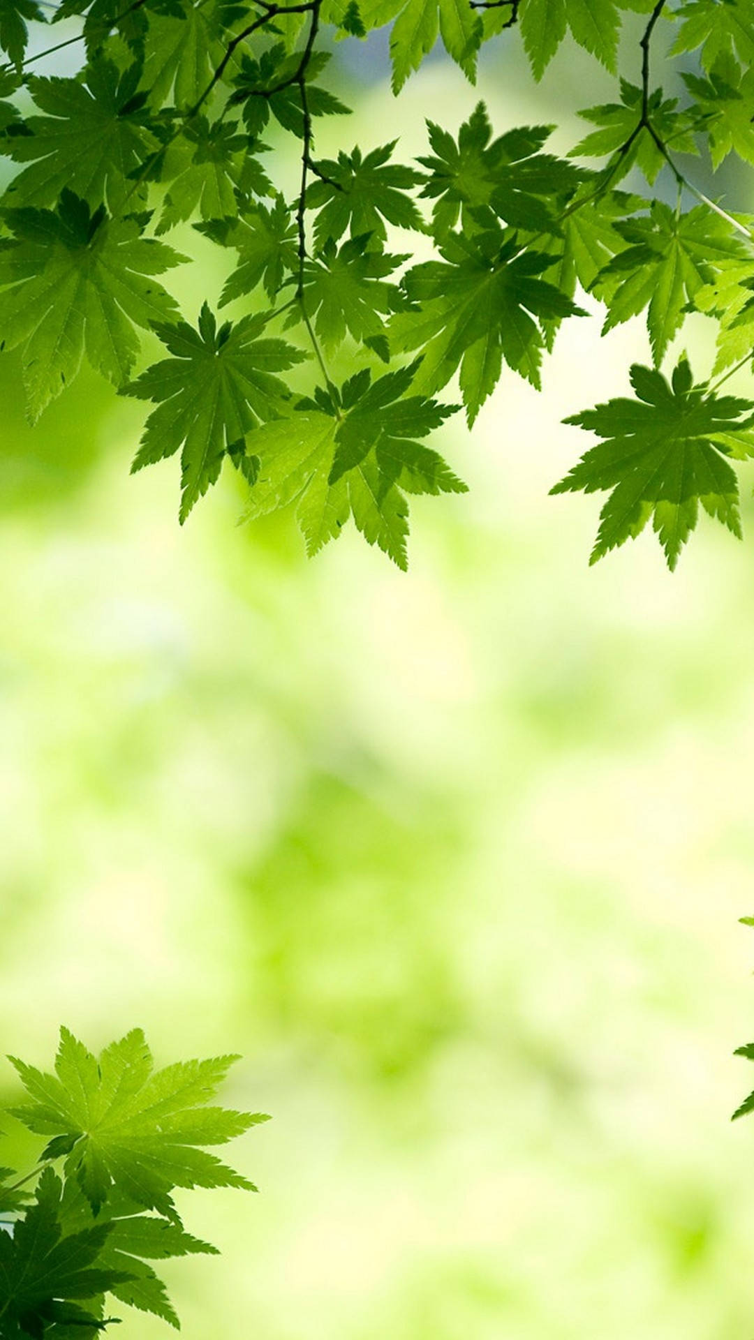 Leaves 桌布 壁紙 — 充滿活力的綠色楓葉在柔和模糊的森林背景下優雅地垂掛，散發著自然光輝。