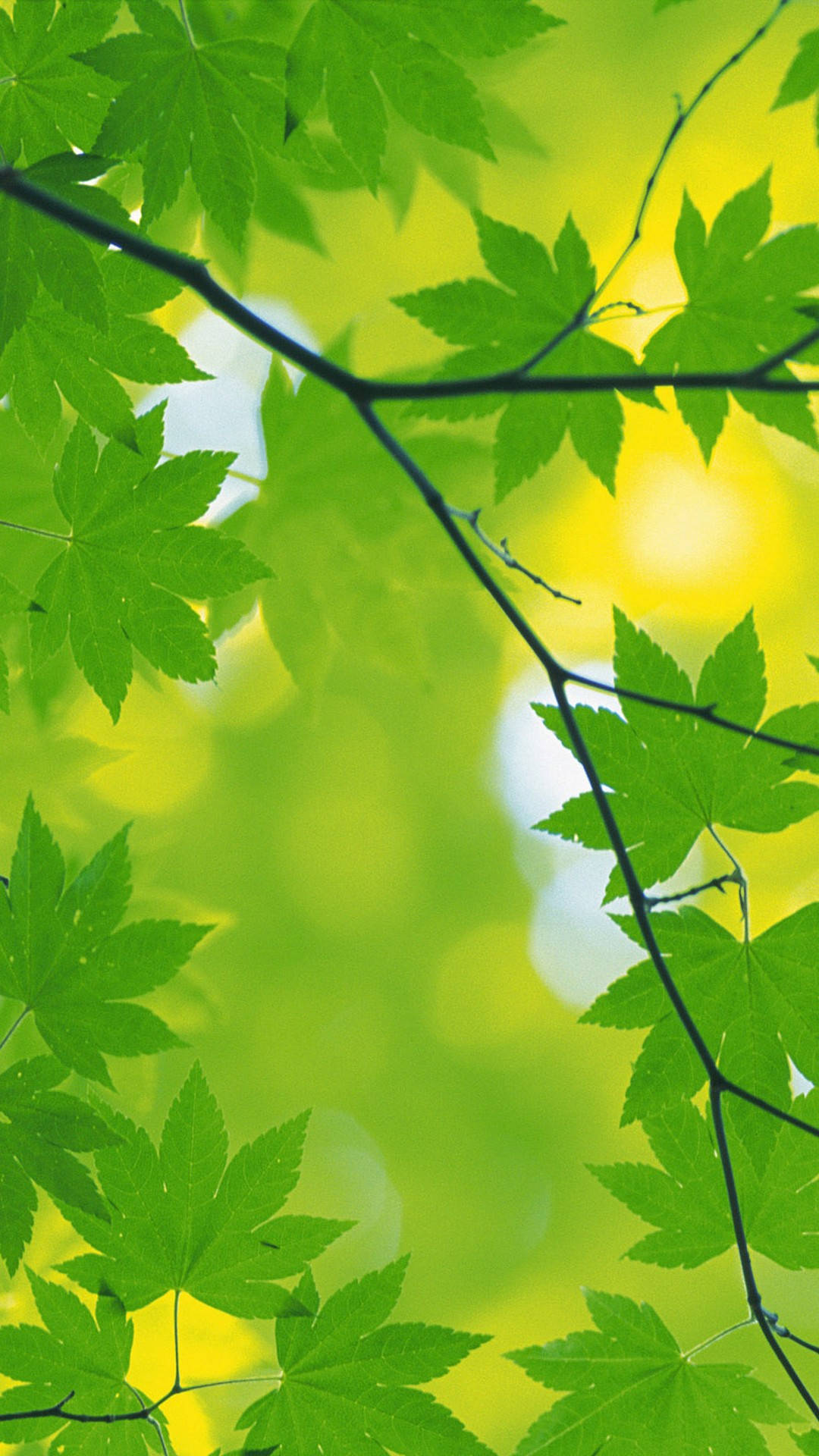 Leaves 桌布 壁紙 — 充滿活力的綠色楓葉框住了陽光照射的散景背景，帶有發光的黃色亮點。