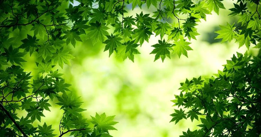 高清 桌布 壁紙 — 充滿活力的綠色楓葉框住茂密森林樹冠中柔和發光的背景。