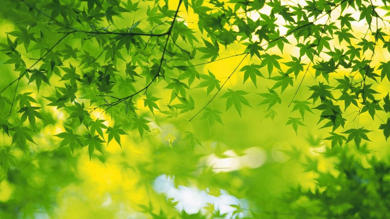 桌布 壁紙 — 充滿活力的綠色楓葉點綴著陽光，在頭頂上形成寧靜的自然樹冠。