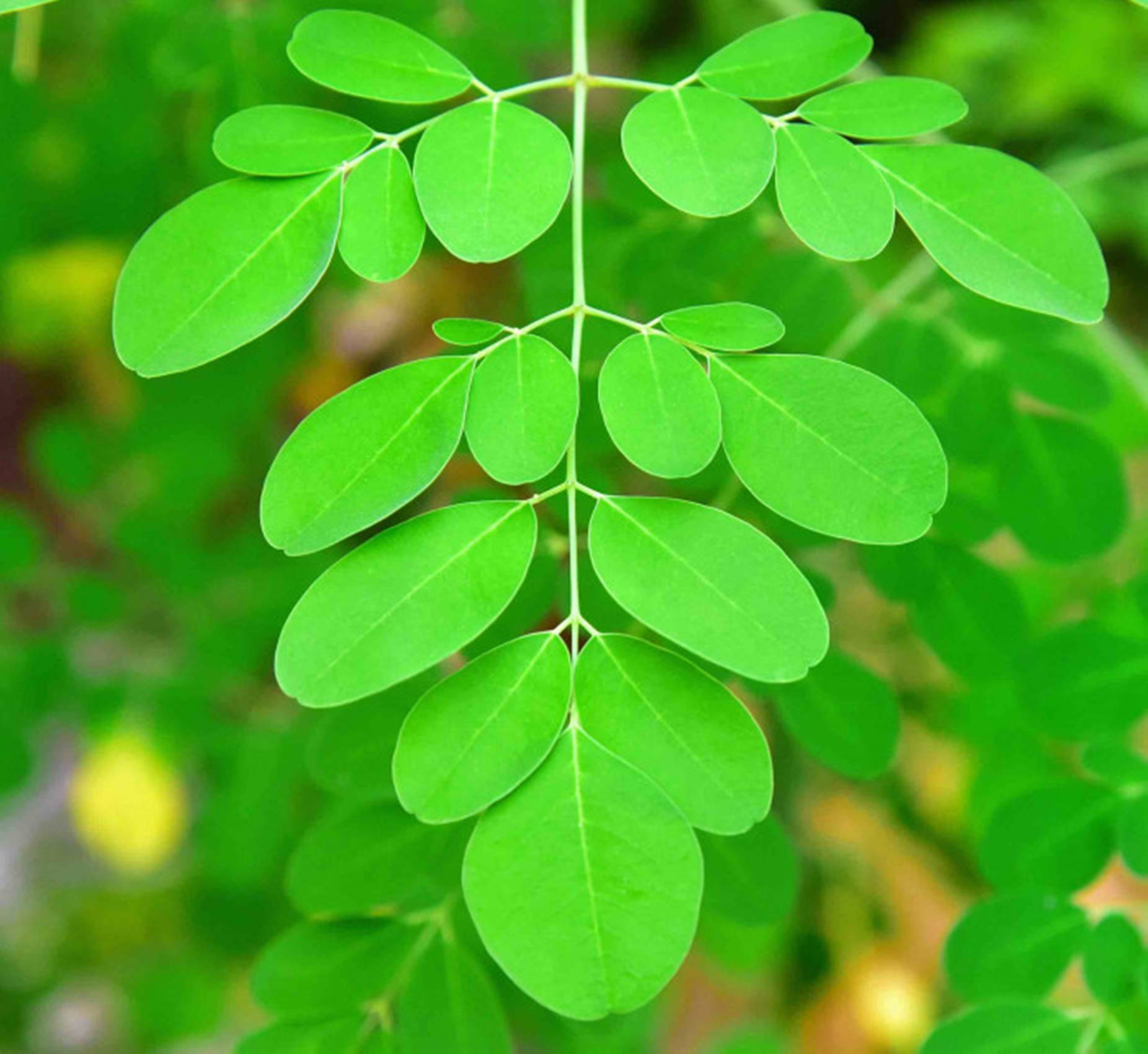 Green Leaves 桌布 壁紙 — 充滿活力的綠色樹枝，帶有複合葉片，在柔和模糊的自然背景下脫穎而出。